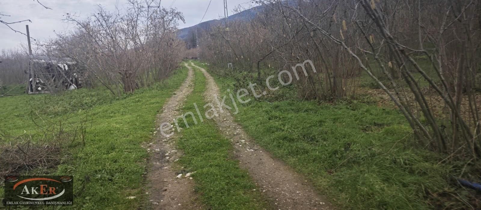 803 Metrekare Yol Su Elektrik Var.düz Sayılacak Konum Fındık Var - Görsel 2