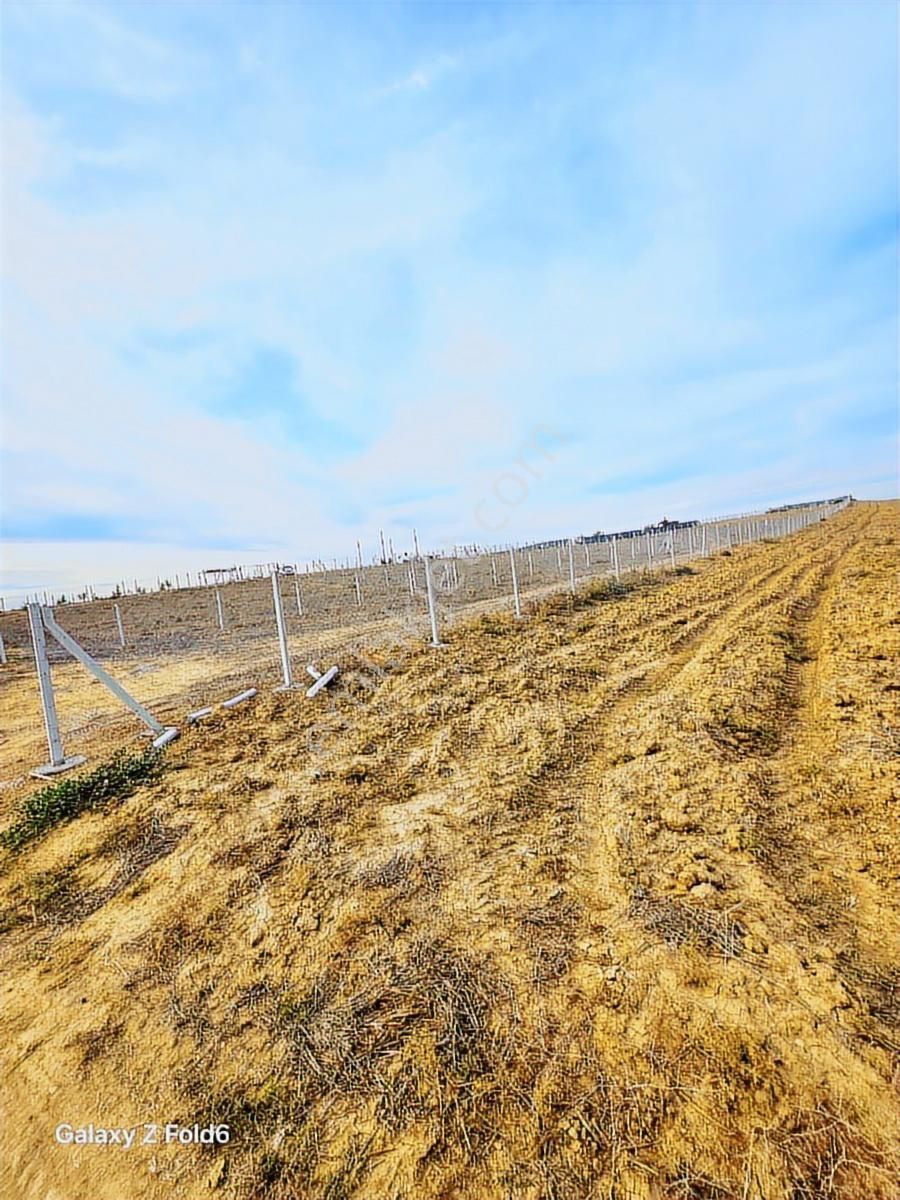 Vesile'den Etrafı Çevrili Kadastro Yola Cepheli 1100 M² - Görsel 3