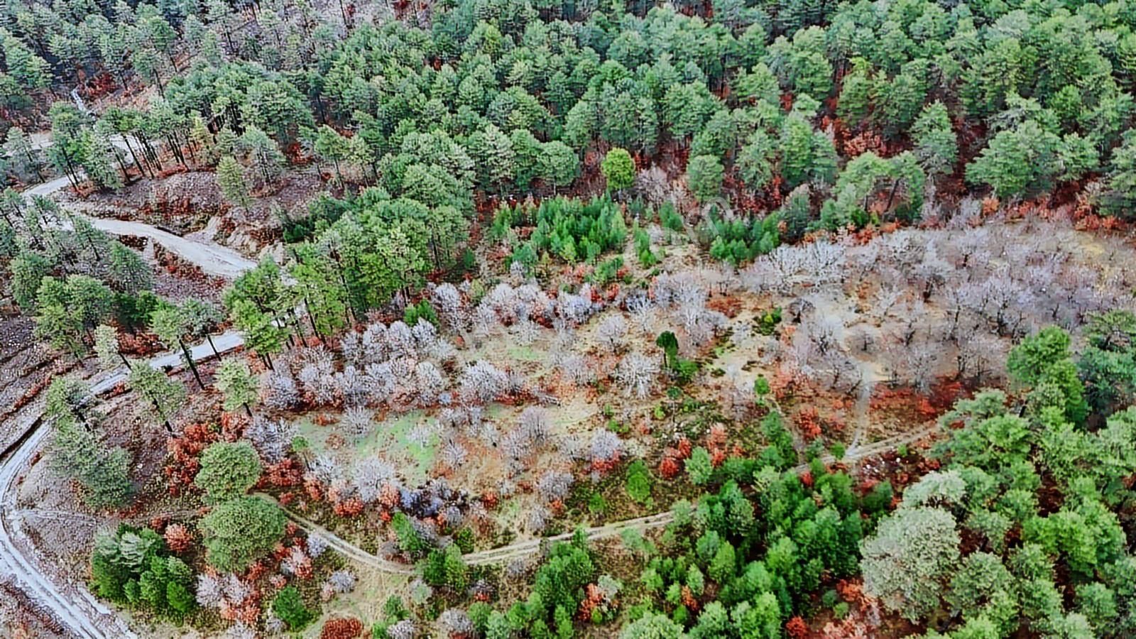 07 Truva Emlaktan Çanakkale Bayramiç Serhat Köyü Satılık Tarla - Görsel 11