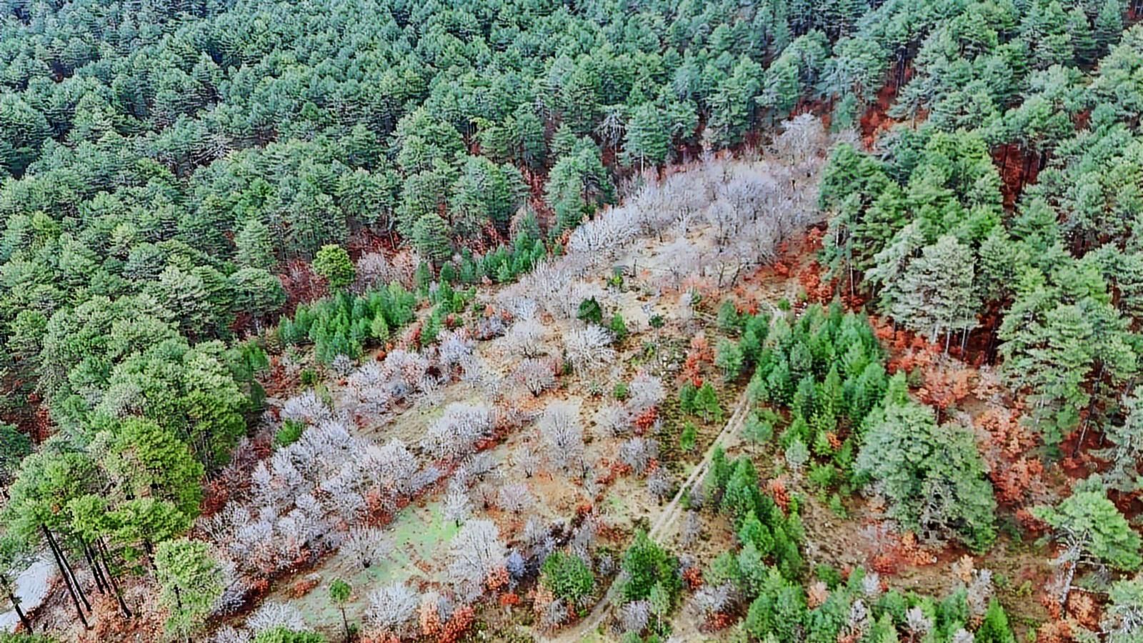 07 Truva Emlaktan Çanakkale Bayramiç Serhat Köyü Satılık Tarla - Görsel 4