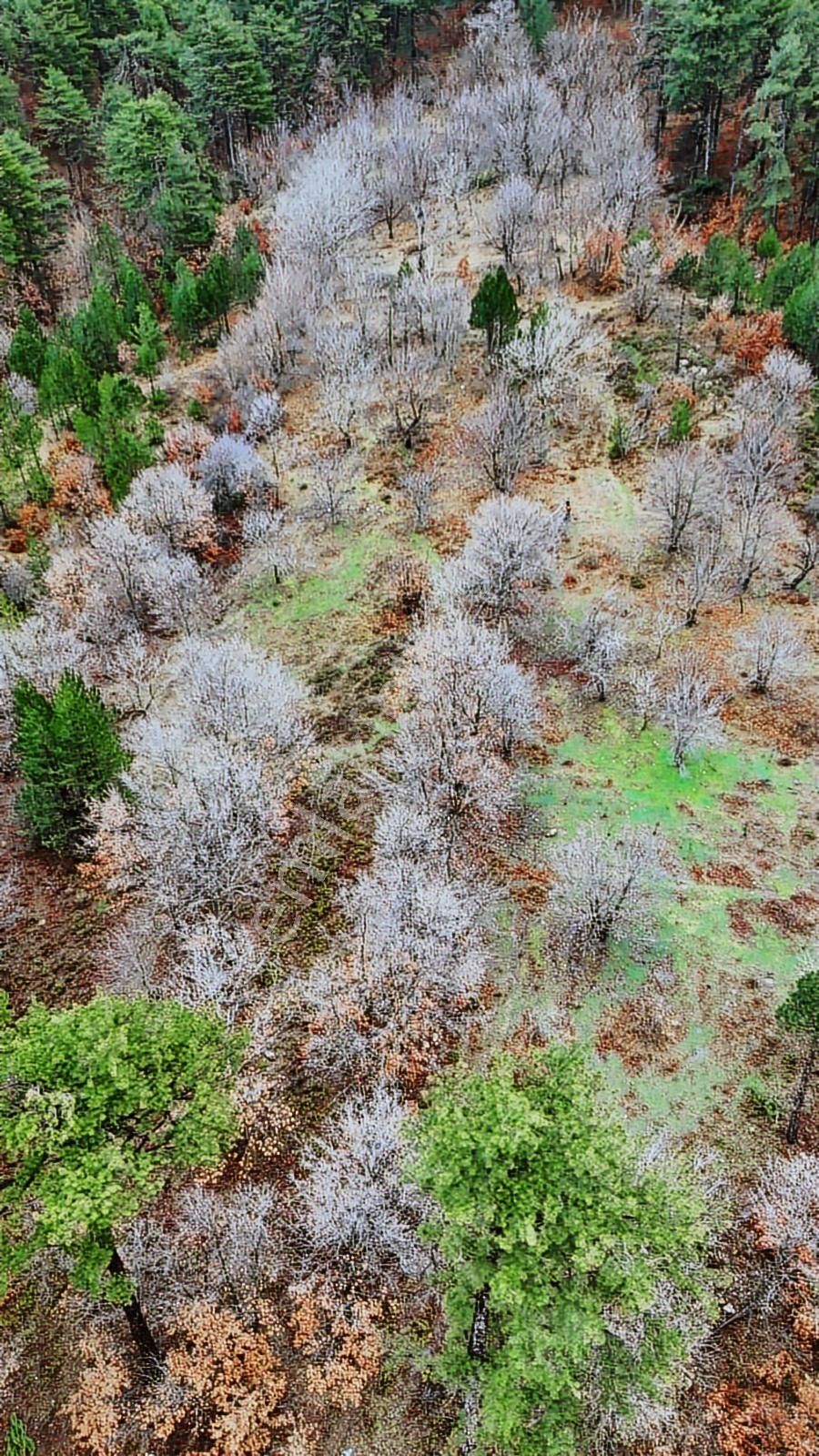 07 Truva Emlaktan Çanakkale Bayramiç Serhat Köyü Satılık Tarla - Görsel 5