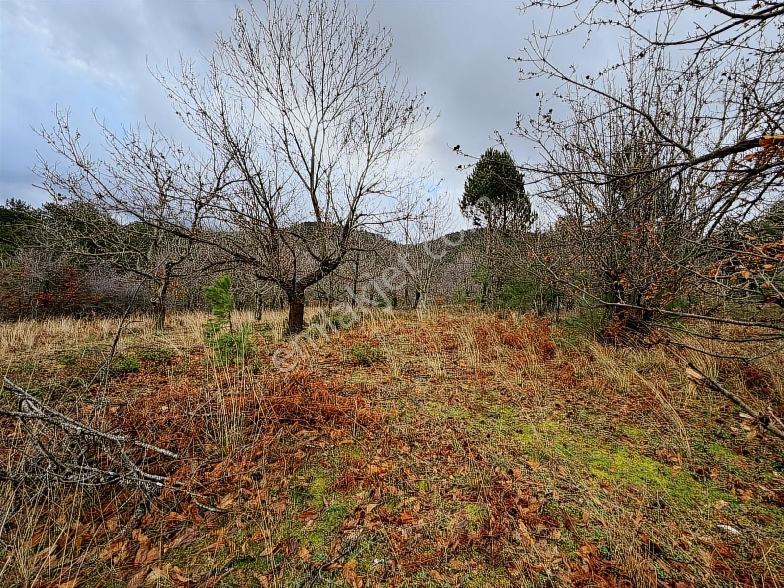 07 Truva Emlaktan Çanakkale Bayramiç Serhat Köyü Satılık Tarla - Görsel 29