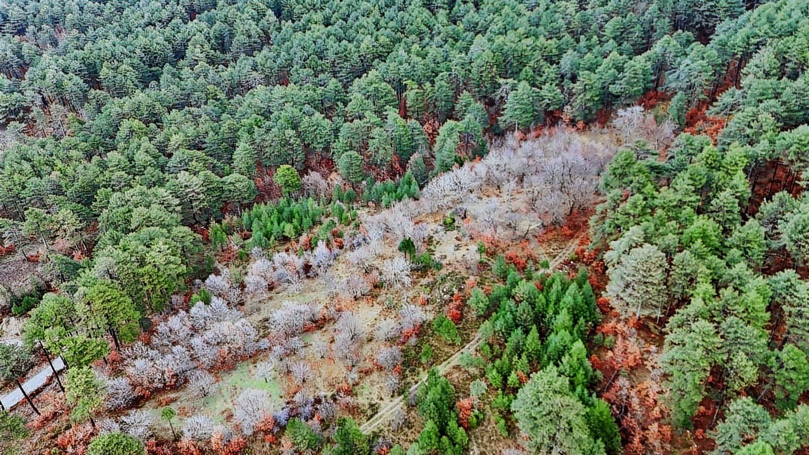 07 Truva Emlaktan Çanakkale Bayramiç Serhat Köyü Satılık Tarla - Görsel 30