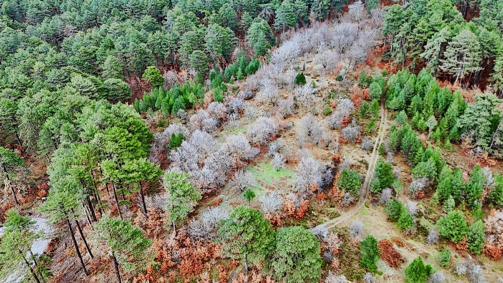 07 Truva Emlaktan Çanakkale Bayramiç Serhat Köyü Satılık Tarla - Görsel 31