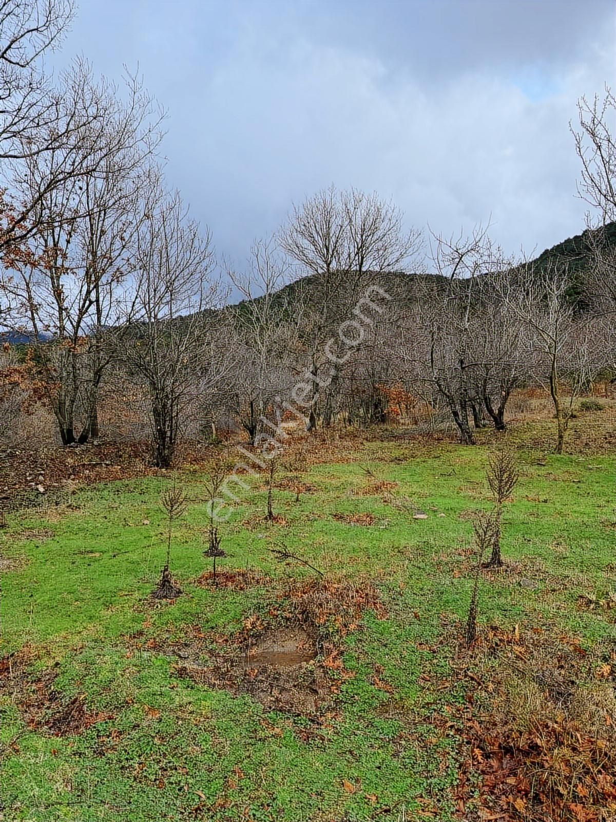 07 Truva Emlaktan Çanakkale Bayramiç Serhat Köyü Satılık Tarla - Görsel 21