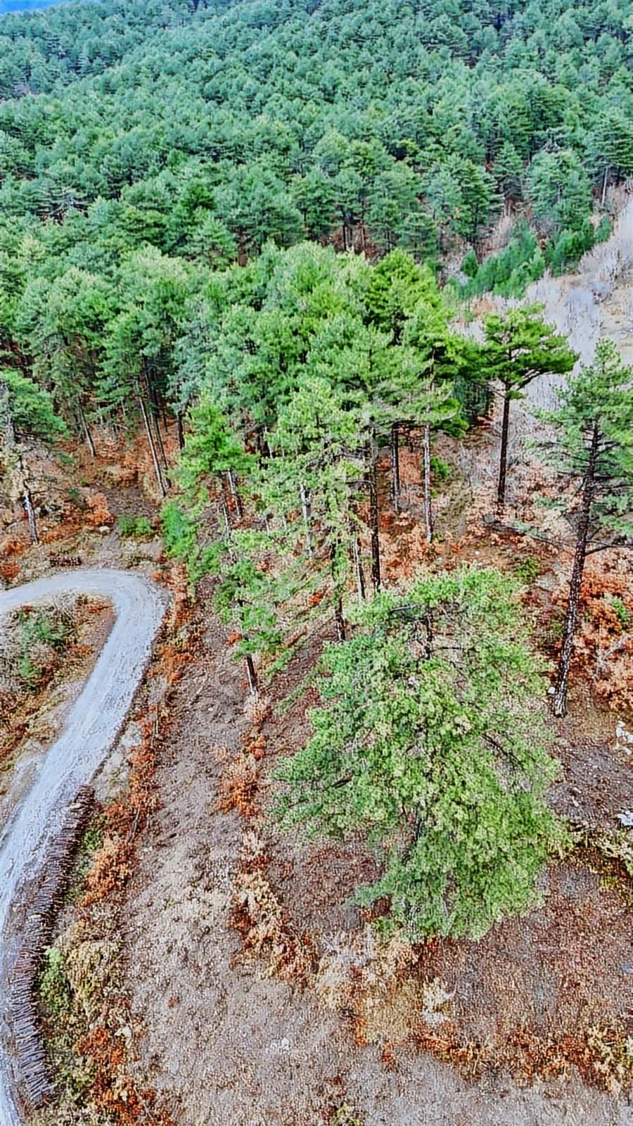 07 Truva Emlaktan Çanakkale Bayramiç Serhat Köyü Satılık Tarla - Görsel 27