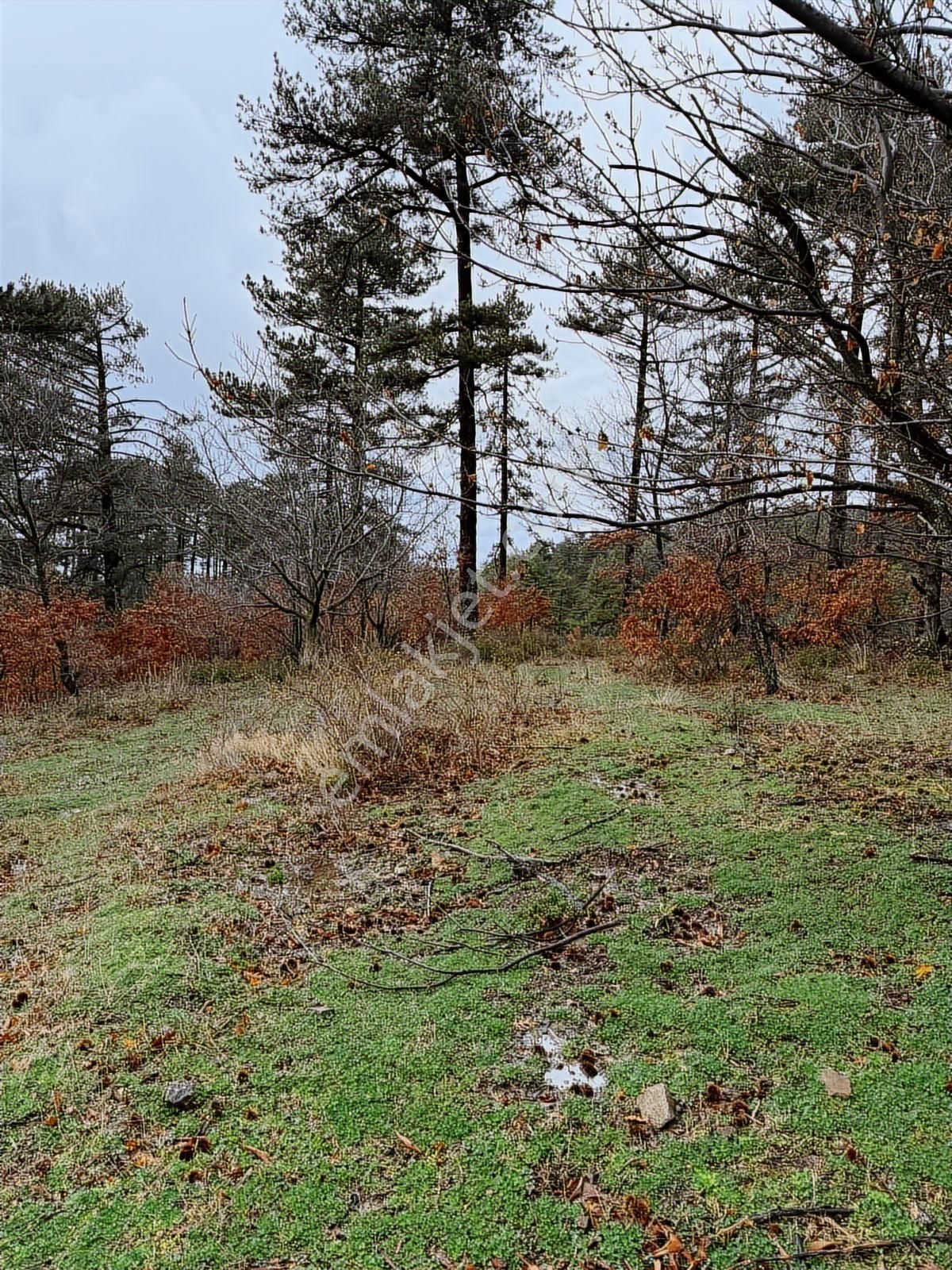 07 Truva Emlaktan Çanakkale Bayramiç Serhat Köyü Satılık Tarla - Görsel 33