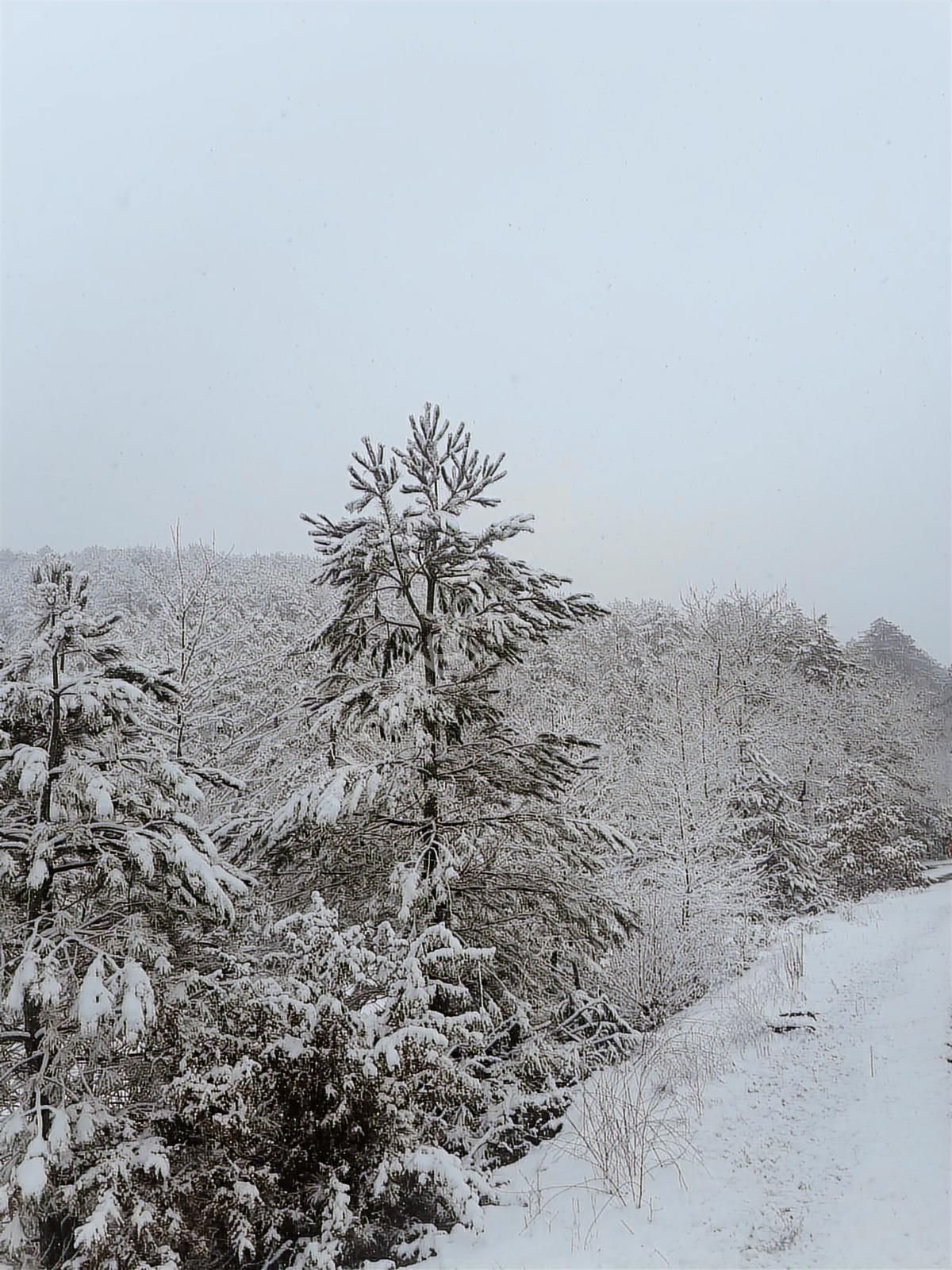 07 Truva Emlaktan Çanakkale Bayramiç Serhat Köyü Satılık Tarla - Görsel 26