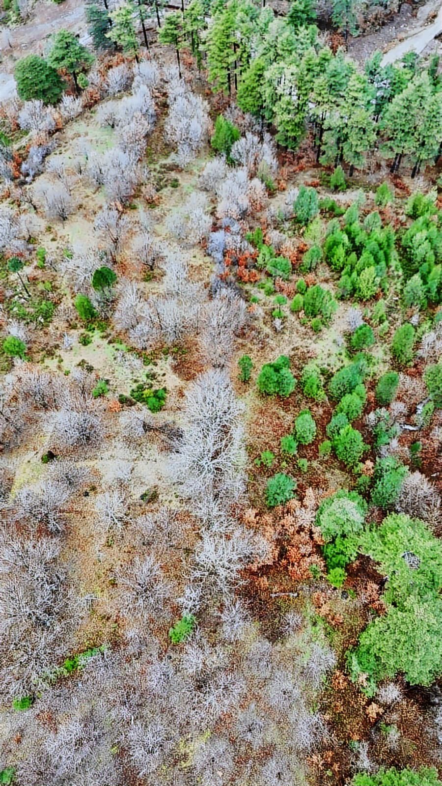 07 Truva Emlaktan Çanakkale Bayramiç Serhat Köyü Satılık Tarla - Görsel 34