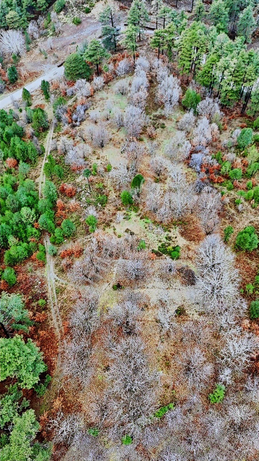 07 Truva Emlaktan Çanakkale Bayramiç Serhat Köyü Satılık Tarla - Görsel 28