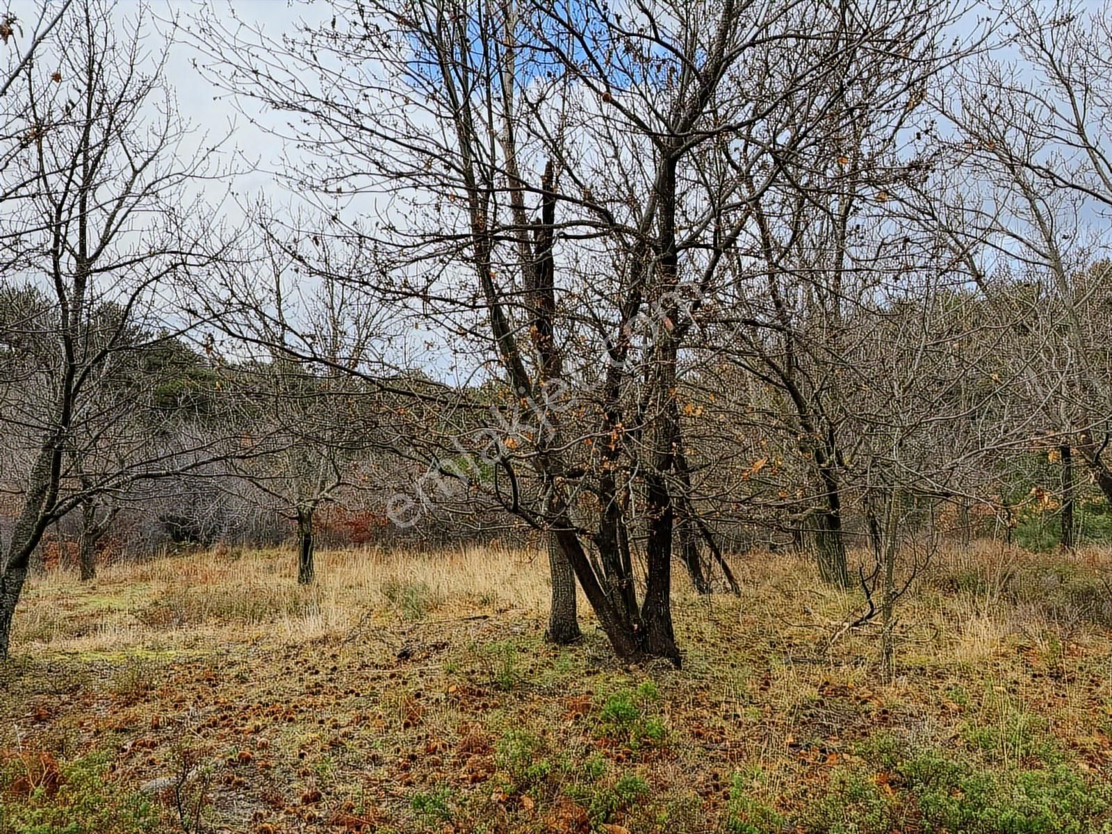 07 Truva Emlaktan Çanakkale Bayramiç Serhat Köyü Satılık Tarla - Görsel 19