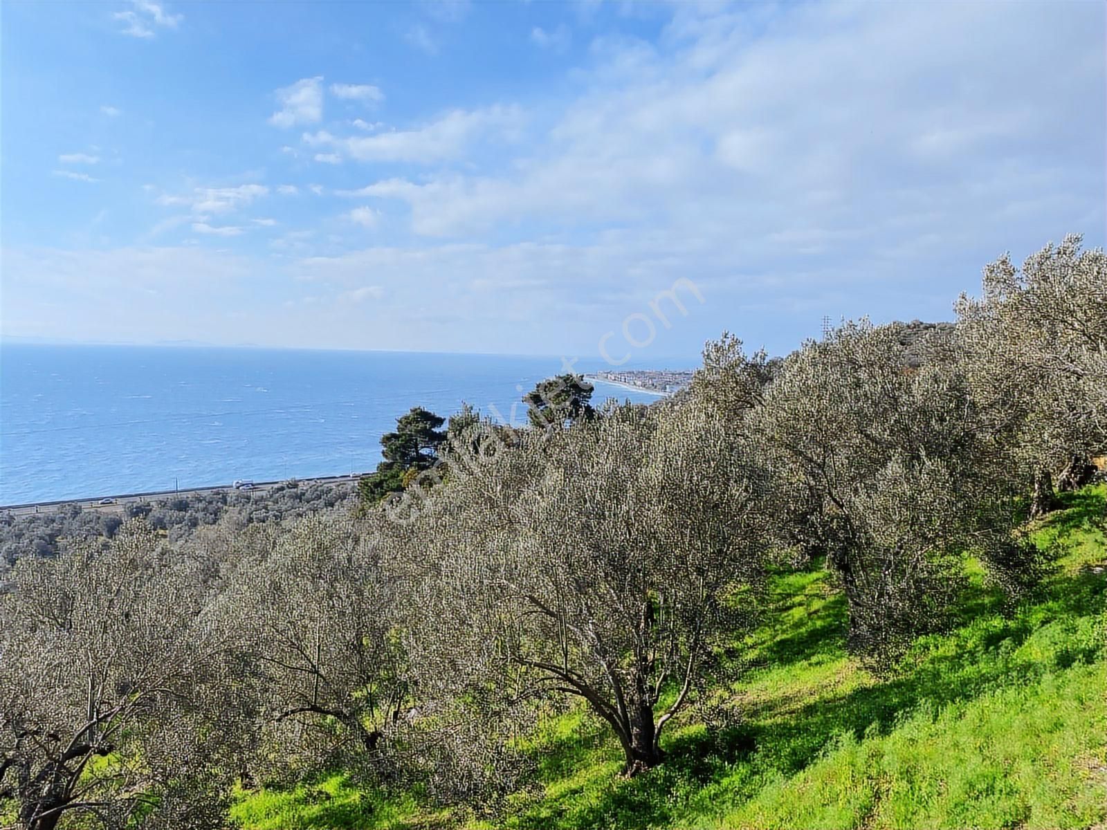 Eu Gayrimenkul'den Deniz Manzaralı 5725 Metrekare Zeytinlik - Görsel 13