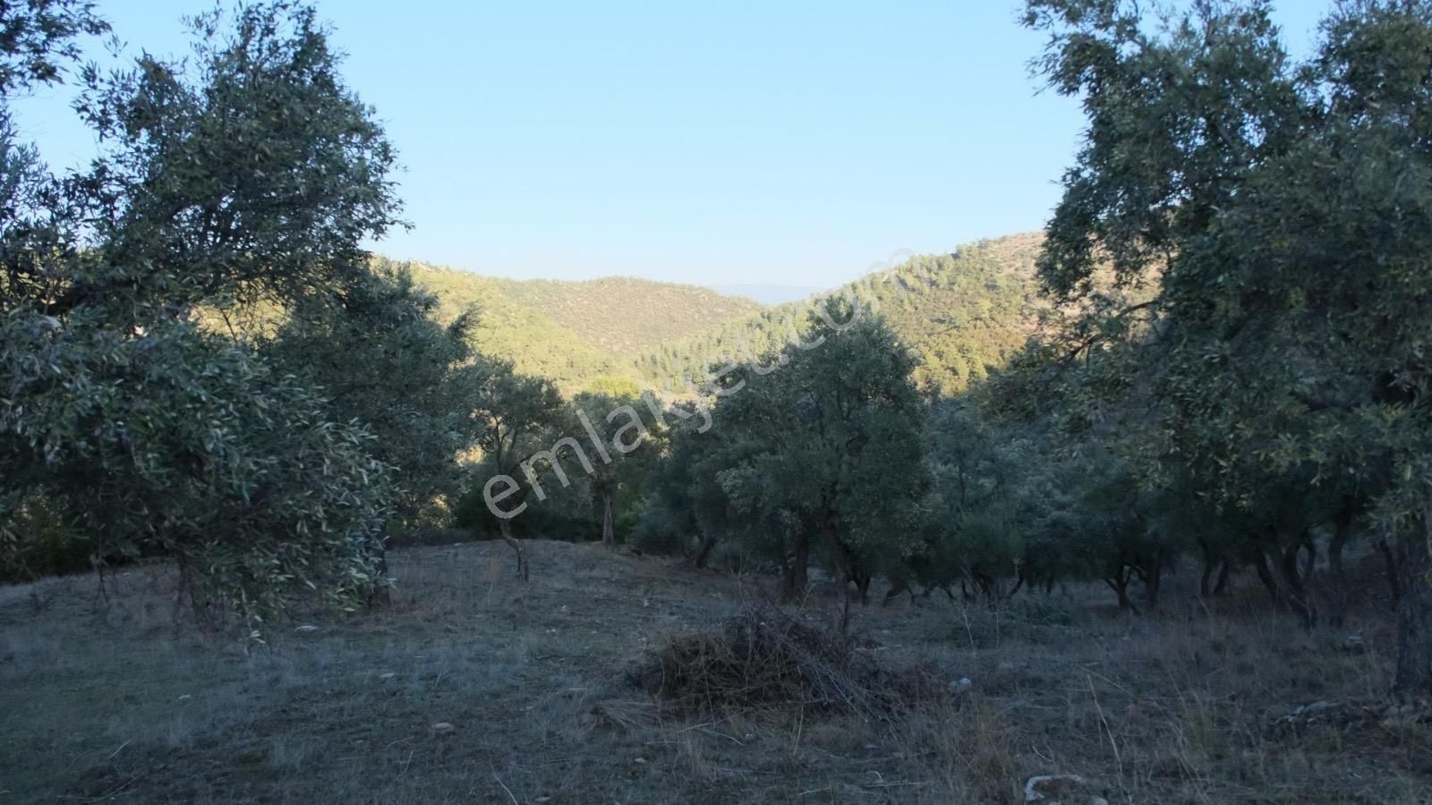Milas Akçalı Da Satılık Fırsat Zeytin - Görsel 6