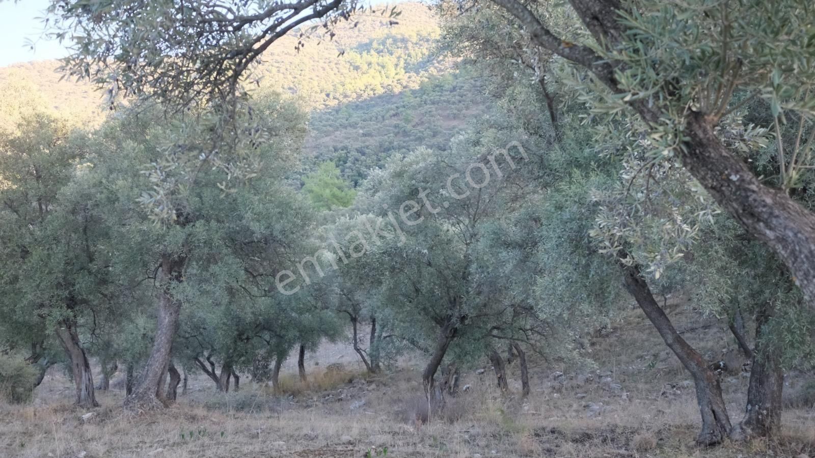 Milas Akçalı Da Satılık Fırsat Zeytin
