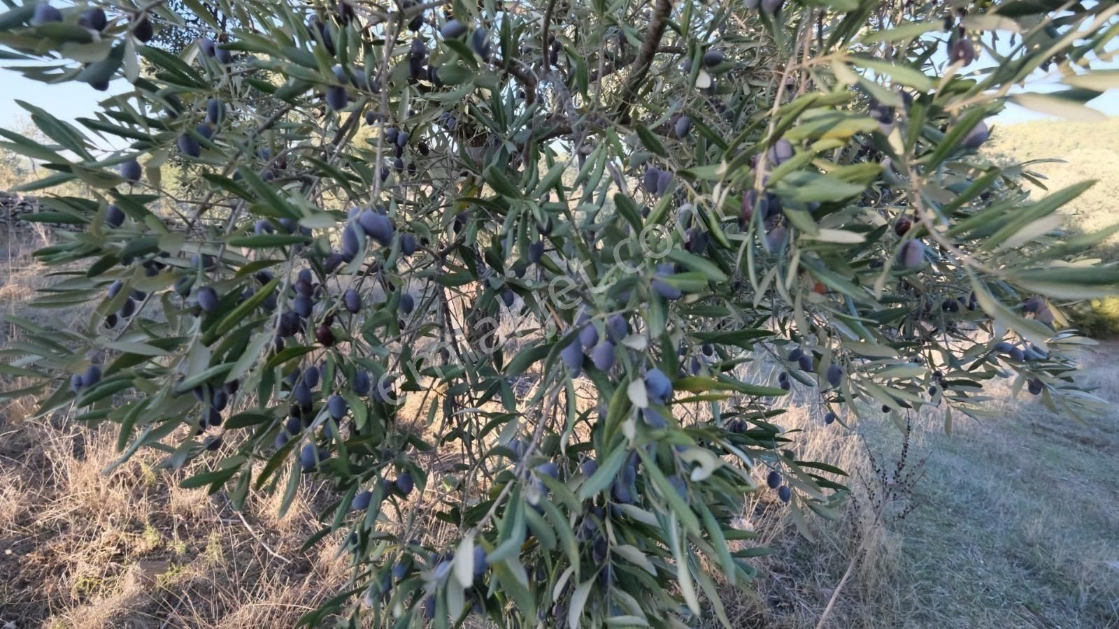 Milas Akçalı Da Satılık Fırsat Zeytin - Görsel 7