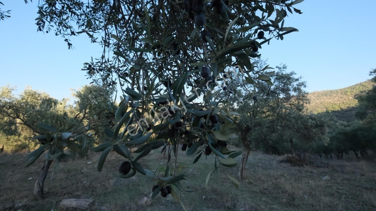 Milas Akçalı Da Satılık Fırsat Zeytin - Görsel 3