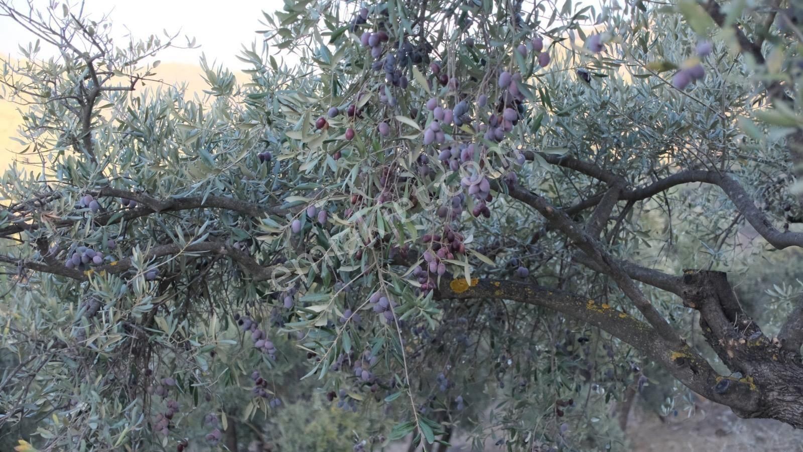 Milas Akçalı Da Satılık Fırsat Zeytin - Görsel 14