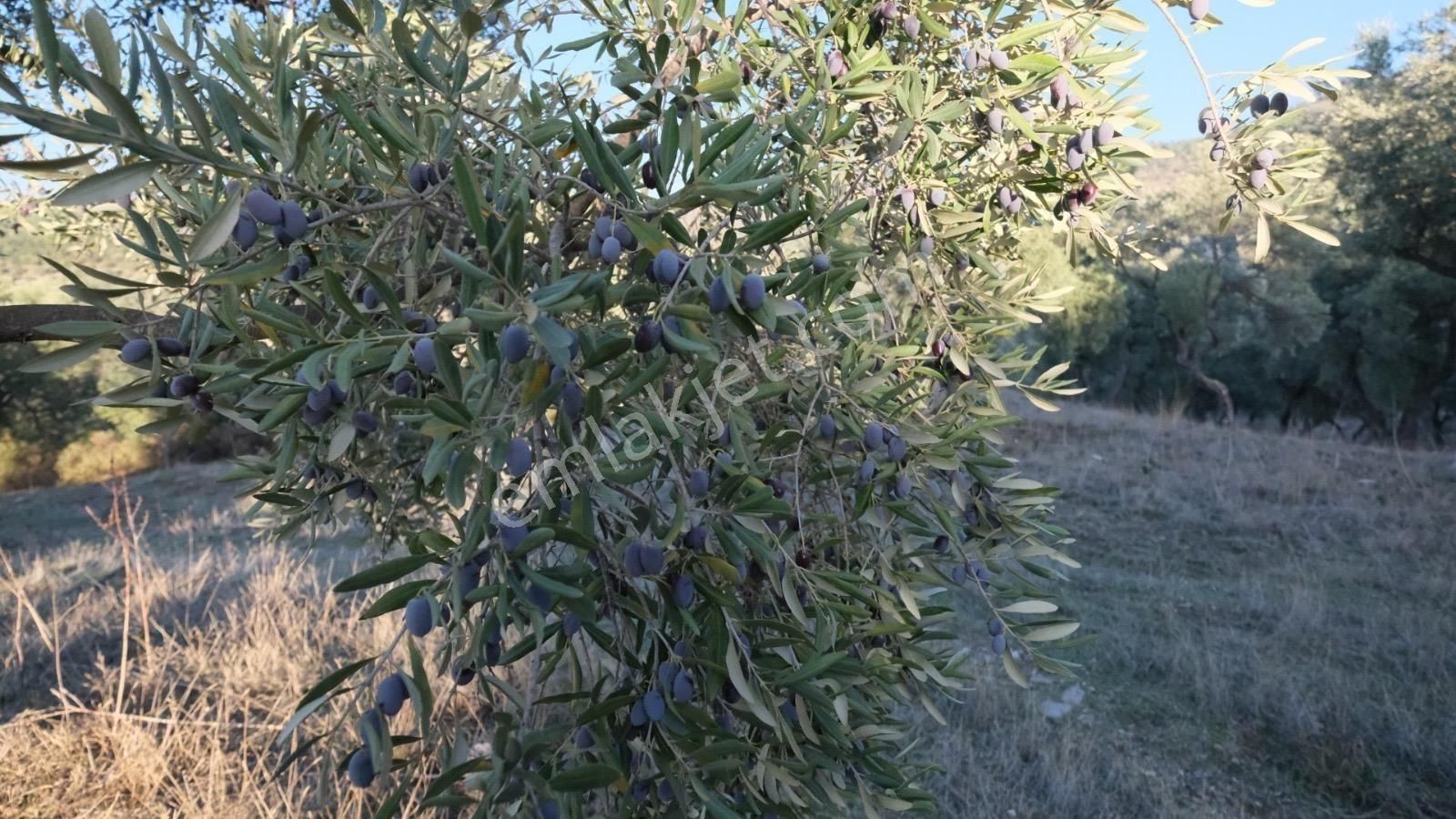 Milas Akçalı Da Satılık Fırsat Zeytin - Görsel 11