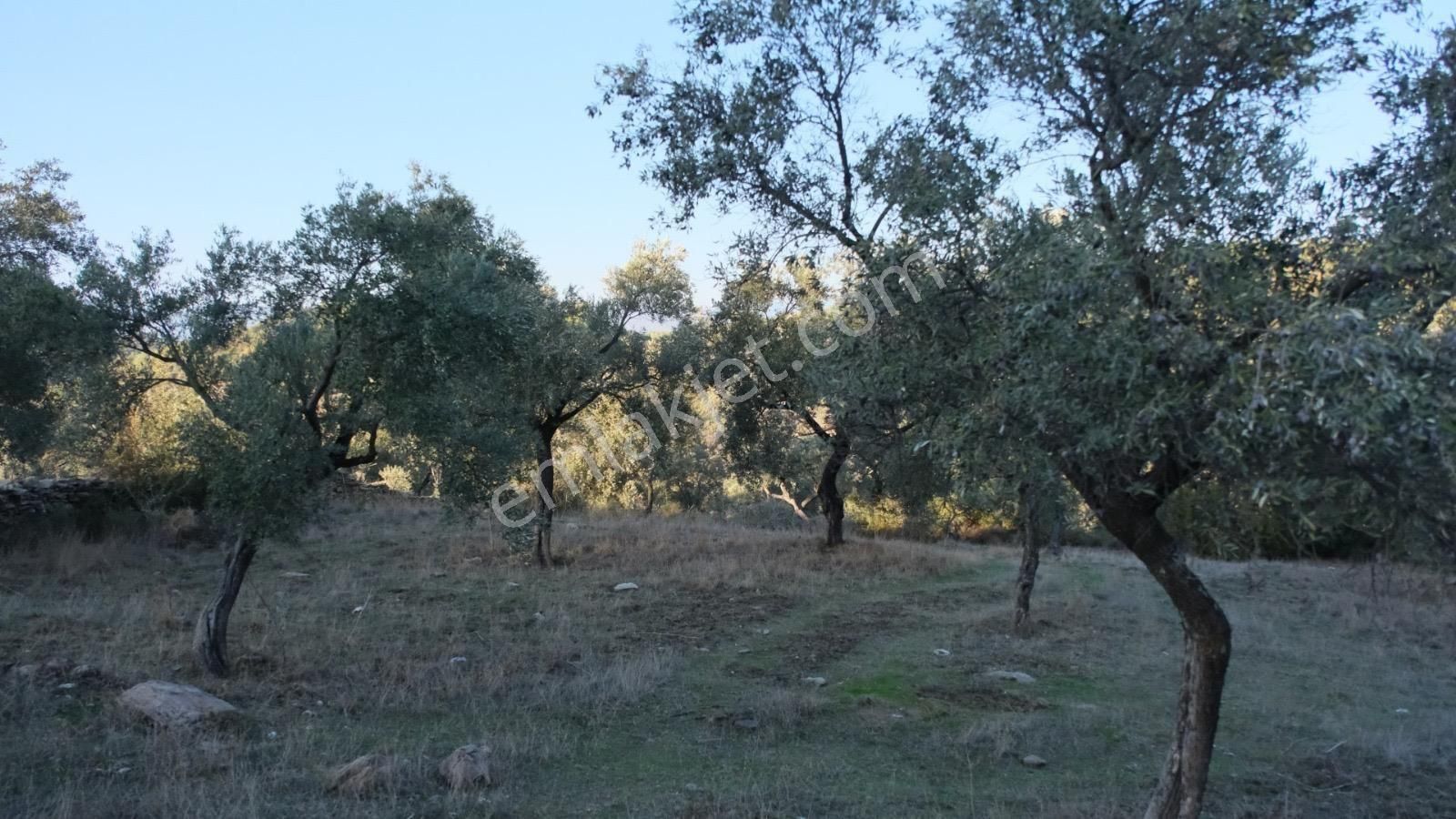 Milas Akçalı Da Satılık Fırsat Zeytin - Görsel 4