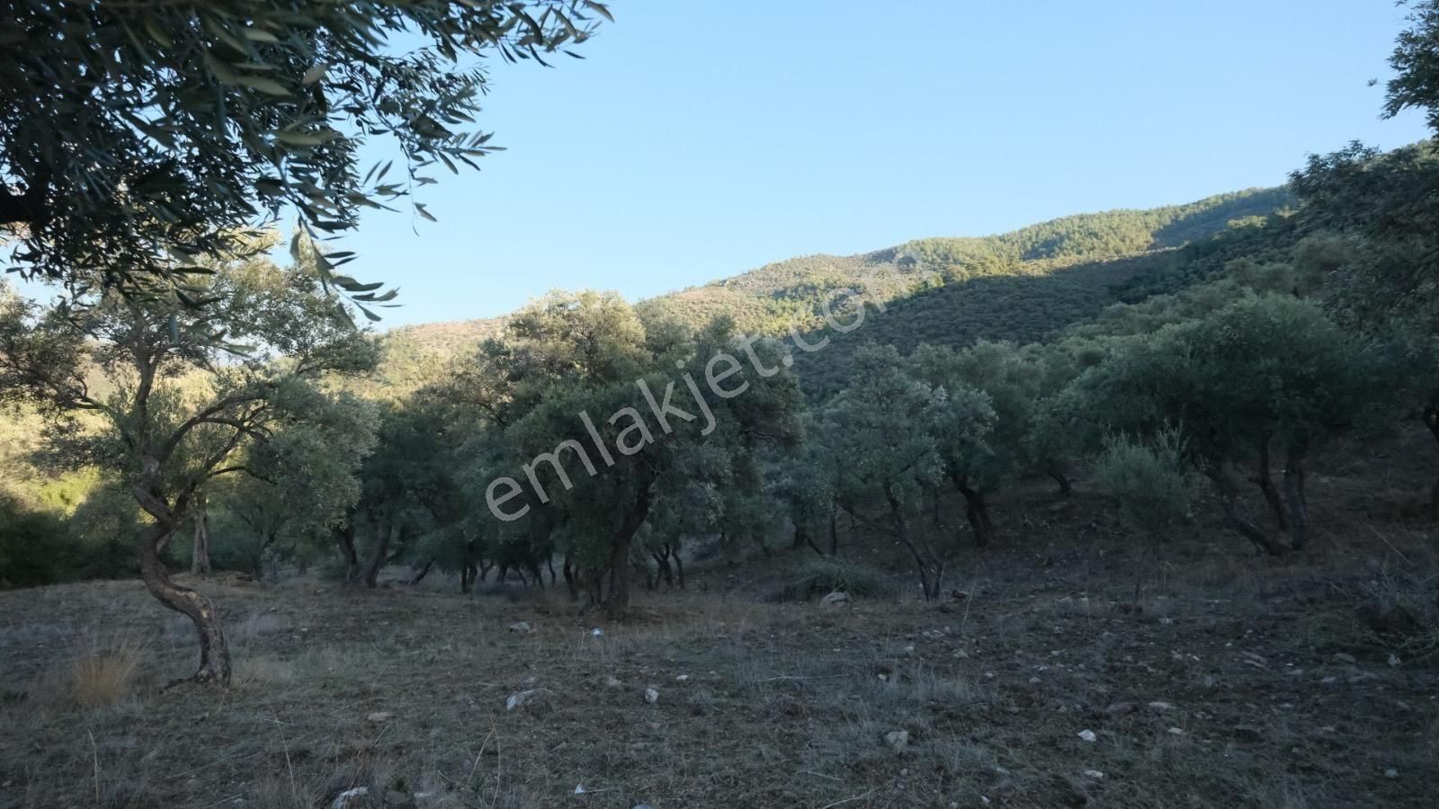 Milas Akçalı Da Satılık Fırsat Zeytin - Görsel 15