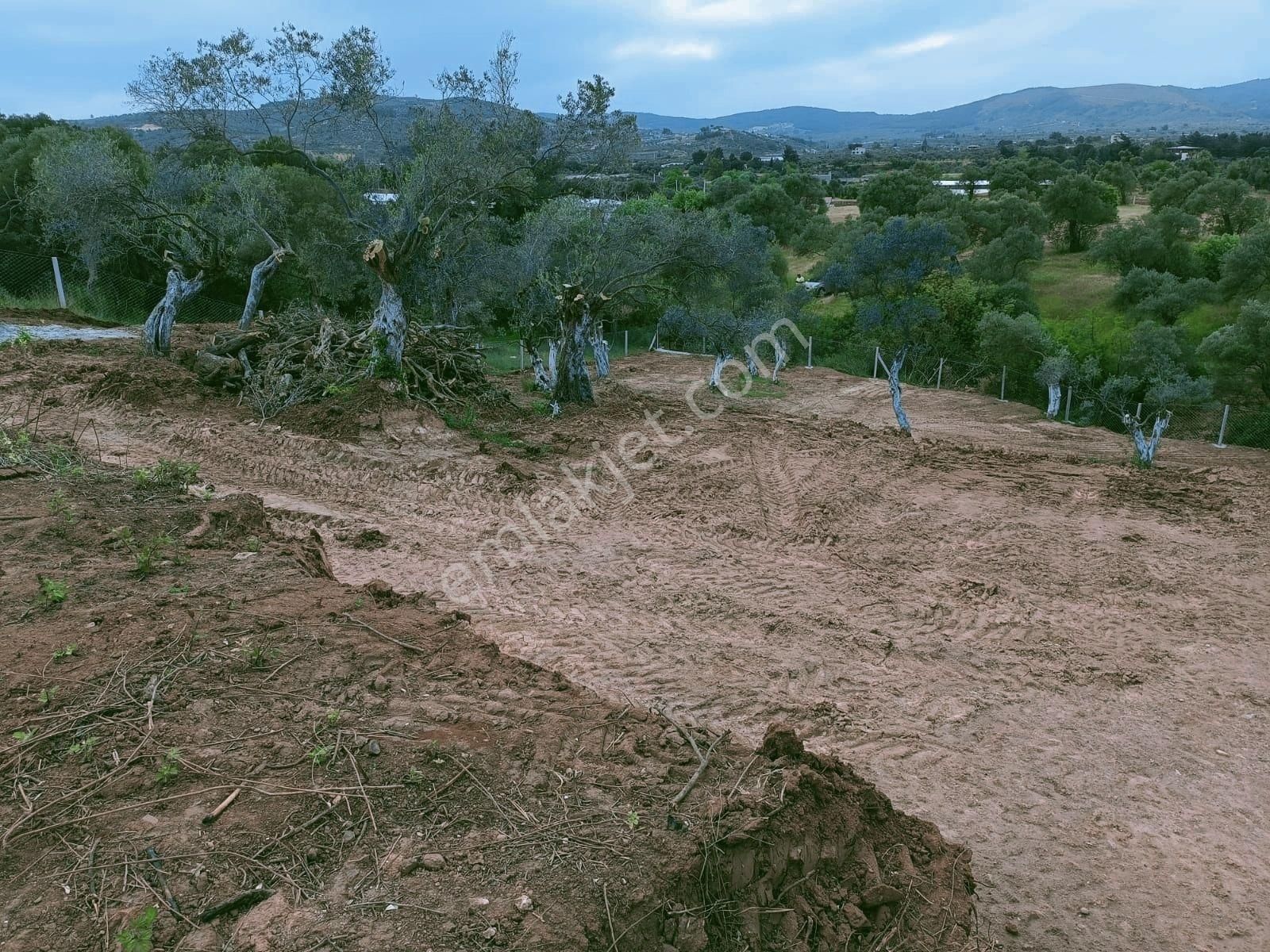 Torbalıda Kemalpaşa Asfalta Yakin Zeytinlik - Görsel 7