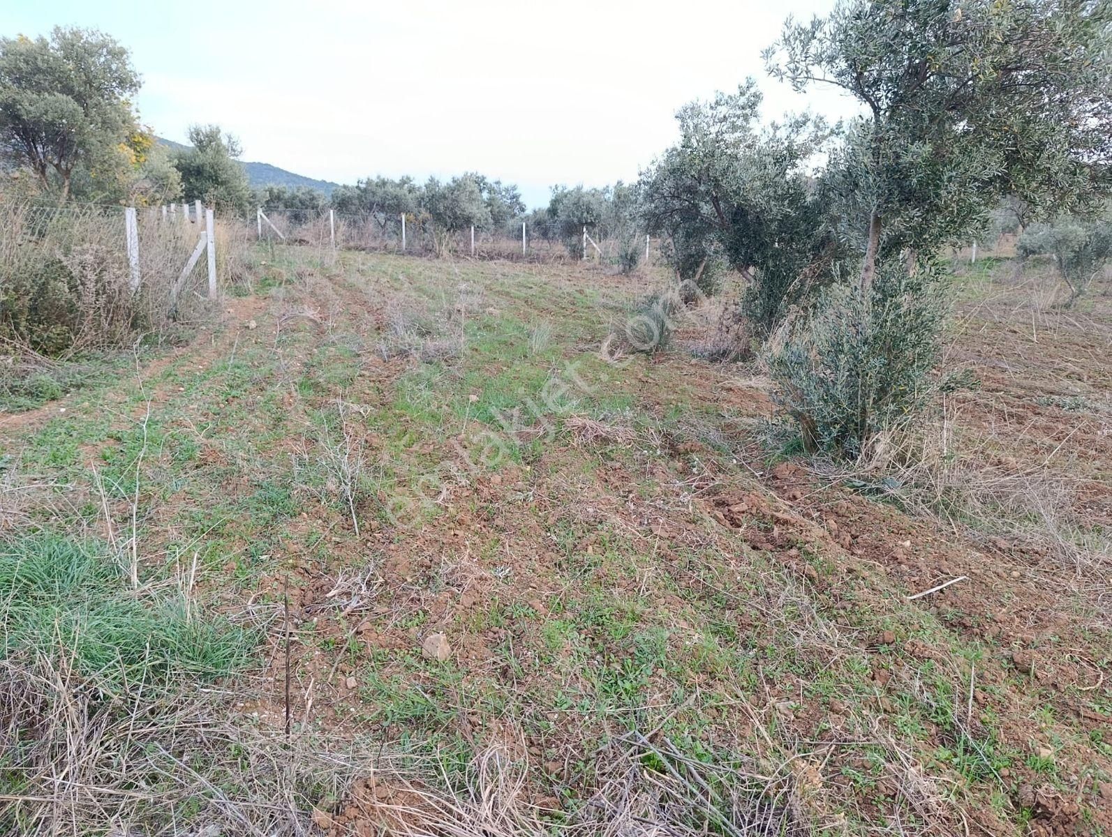 Torbalıda Kemalpaşa Asfalta Yakin Zeytinlik - Görsel 3