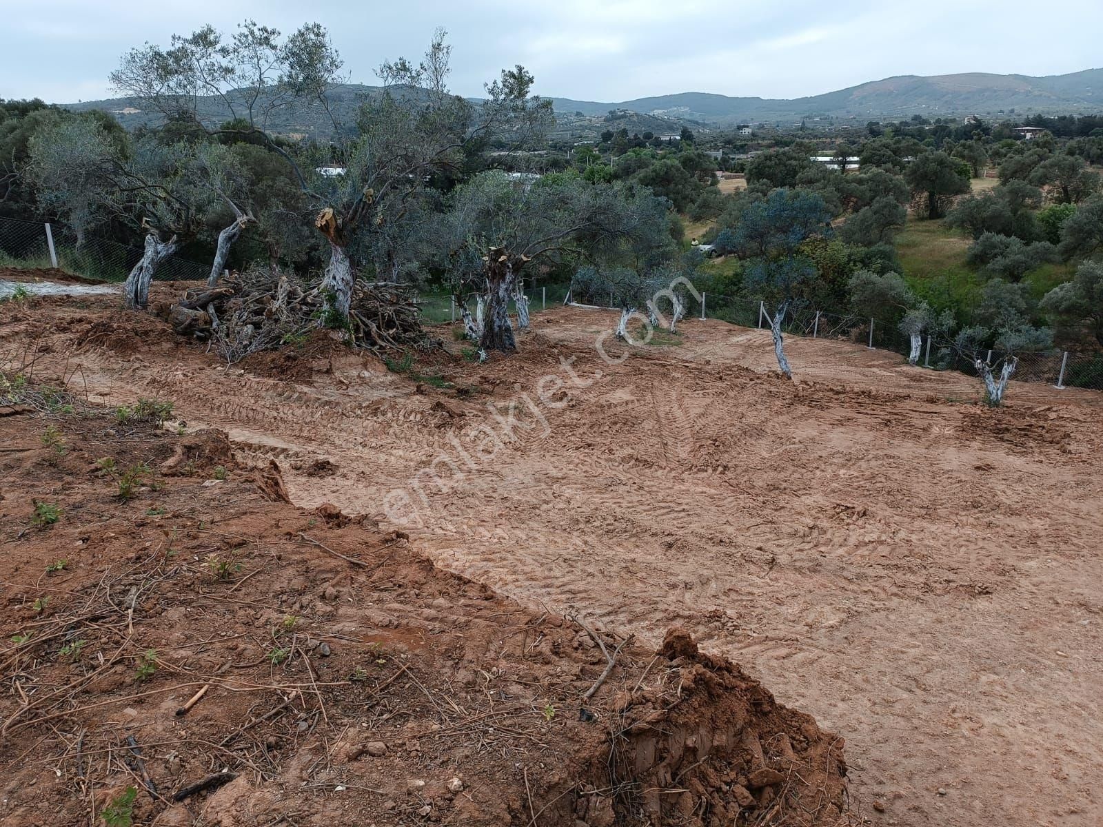 Torbalıda Kemalpaşa Asfalta Yakin Zeytinlik - Görsel 5