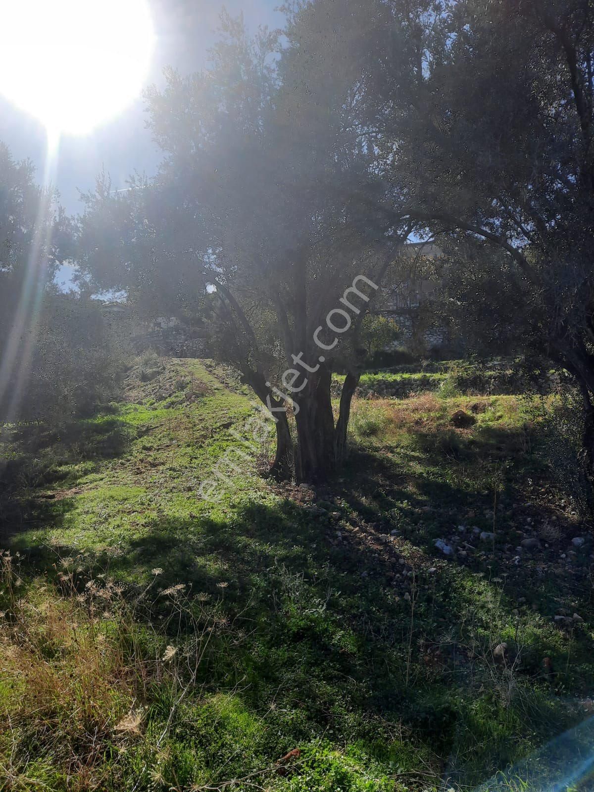 Seydikemer Minare De 1038 M2 Köy İçi İmarlı Satılık Araa - Görsel 9