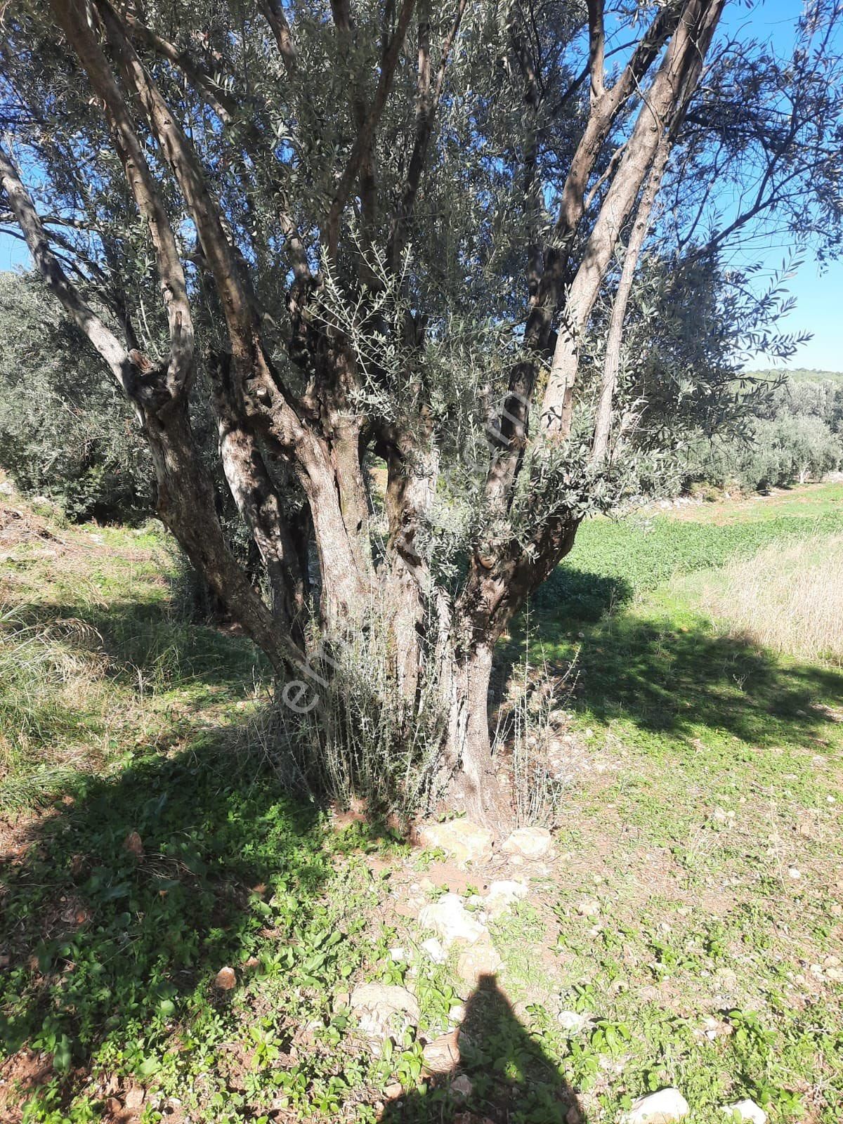 Seydikemer Minare De 1038 M2 Köy İçi İmarlı Satılık Araa - Görsel 21