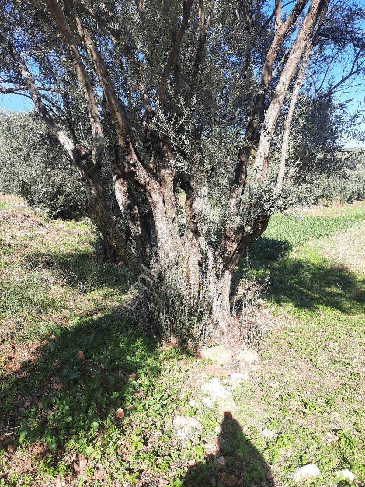 Seydikemer Minare De 1038 M2 Köy İçi İmarlı Satılık Araa - Görsel 22