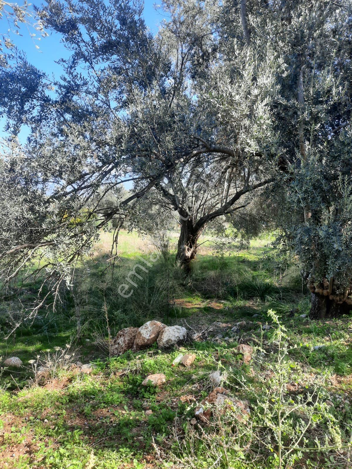 Seydikemer Minare De 1038 M2 Köy İçi İmarlı Satılık Araa - Görsel 19