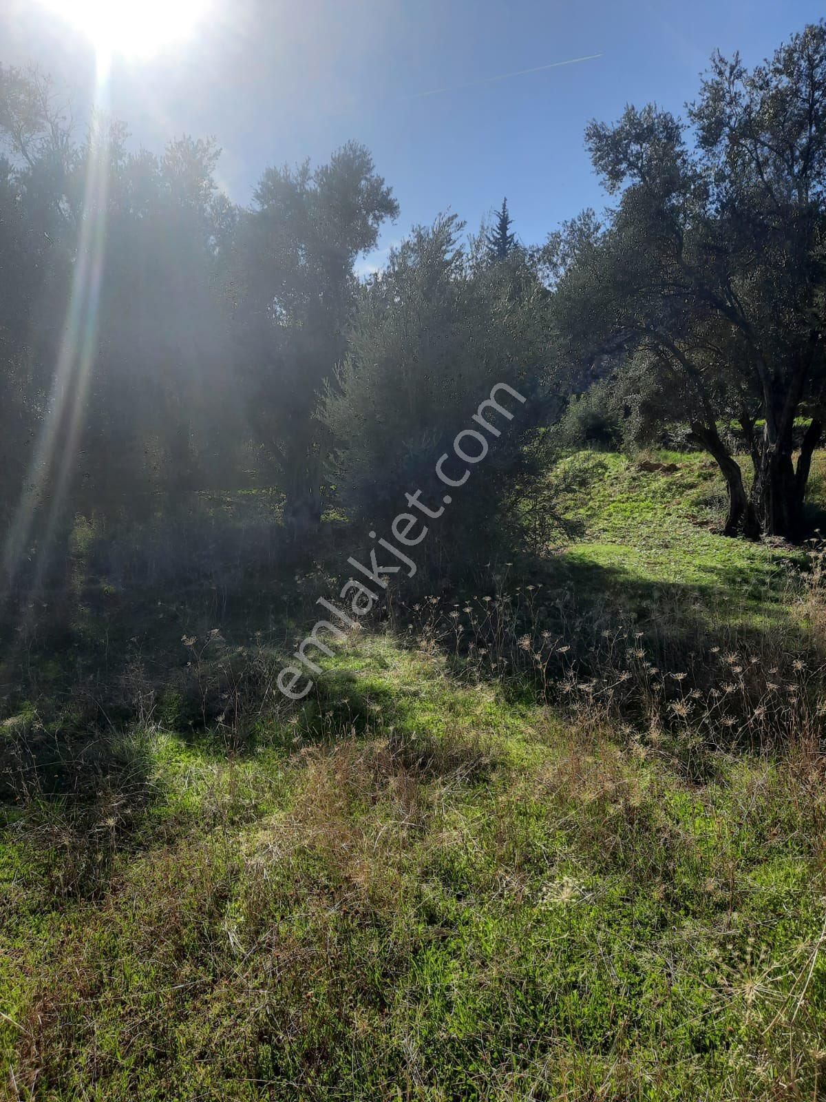 Seydikemer Minare De 1038 M2 Köy İçi İmarlı Satılık Araa - Görsel 5