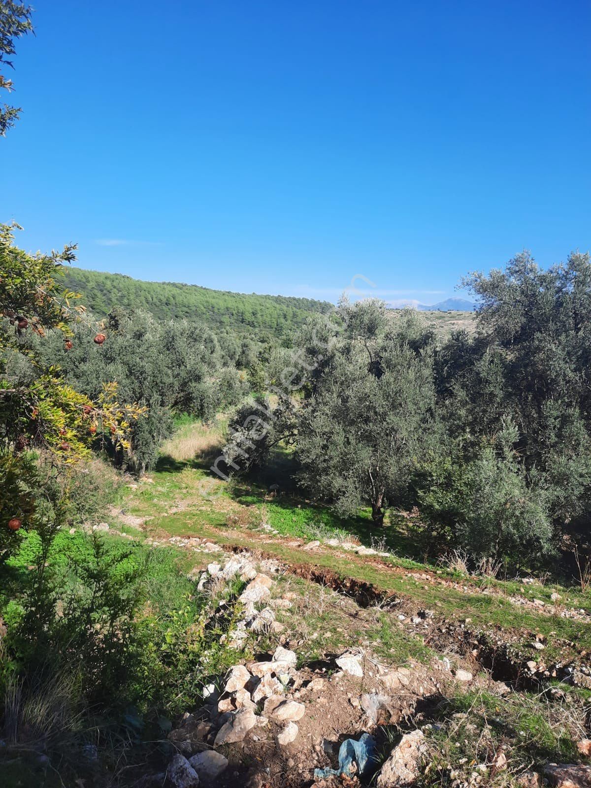 Seydikemer Minare De 1038 M2 Köy İçi İmarlı Satılık Araa - Görsel 14