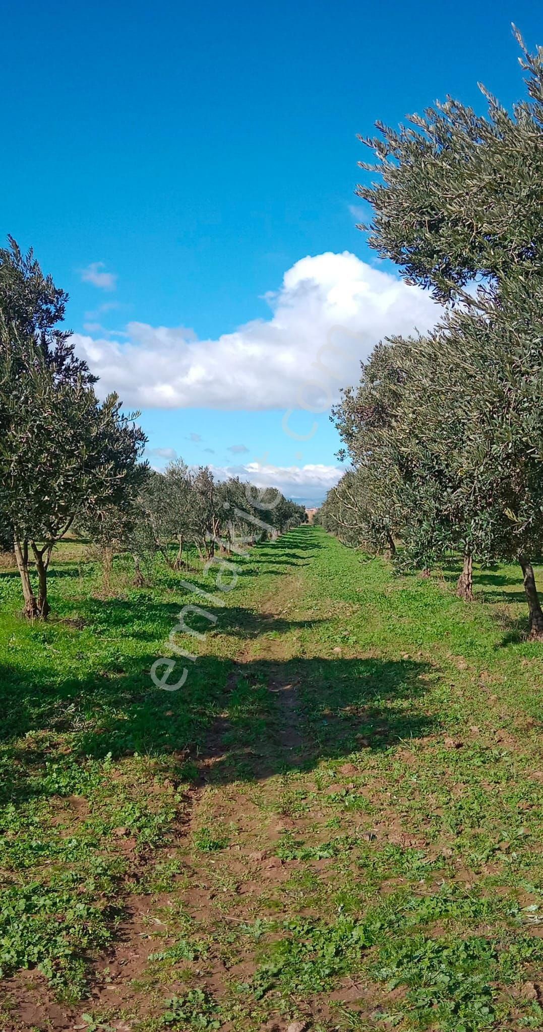 Manisa Akhisar Kapaklıda 3000 M2 Tep Tapu Yola Cepheli Acil Satılık Zeytinlik - Görsel 2