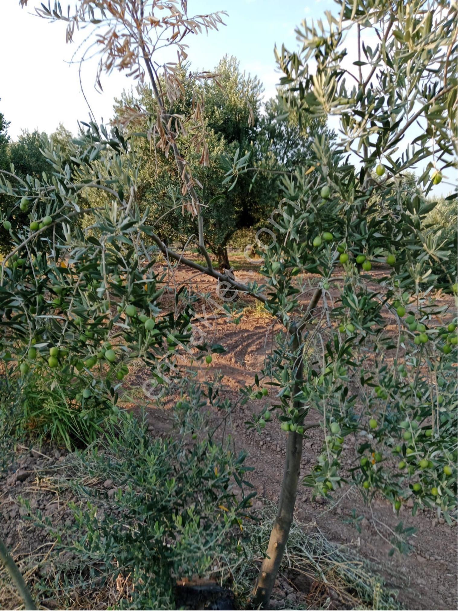 Manisa Akhisar Kapaklıda 3000 M2 Tep Tapu Yola Cepheli Acil Satılık Zeytinlik - Görsel 3