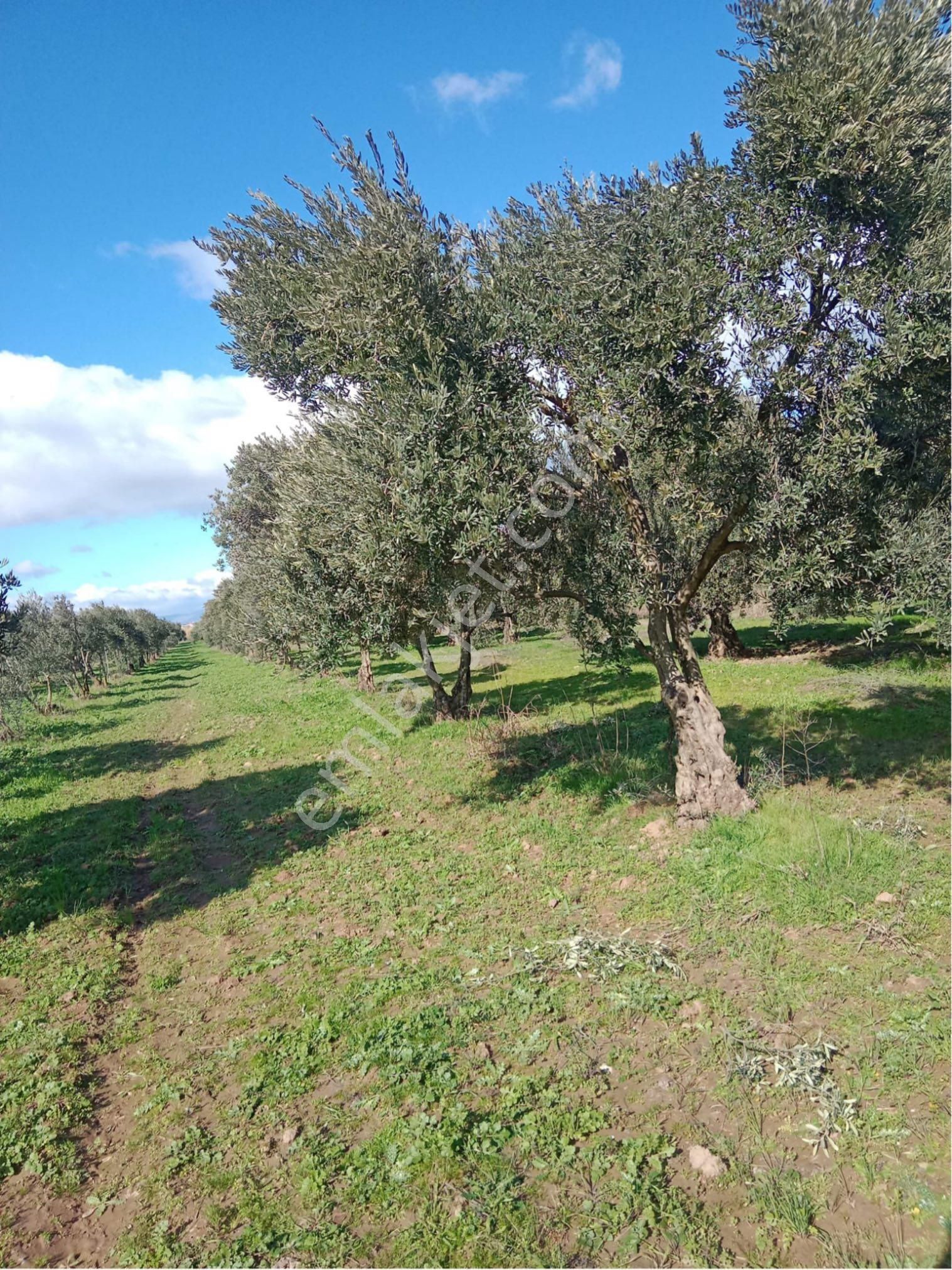 Manisa Akhisar Kapaklıda 3000 M2 Tep Tapu Yola Cepheli Acil Satılık Zeytinlik