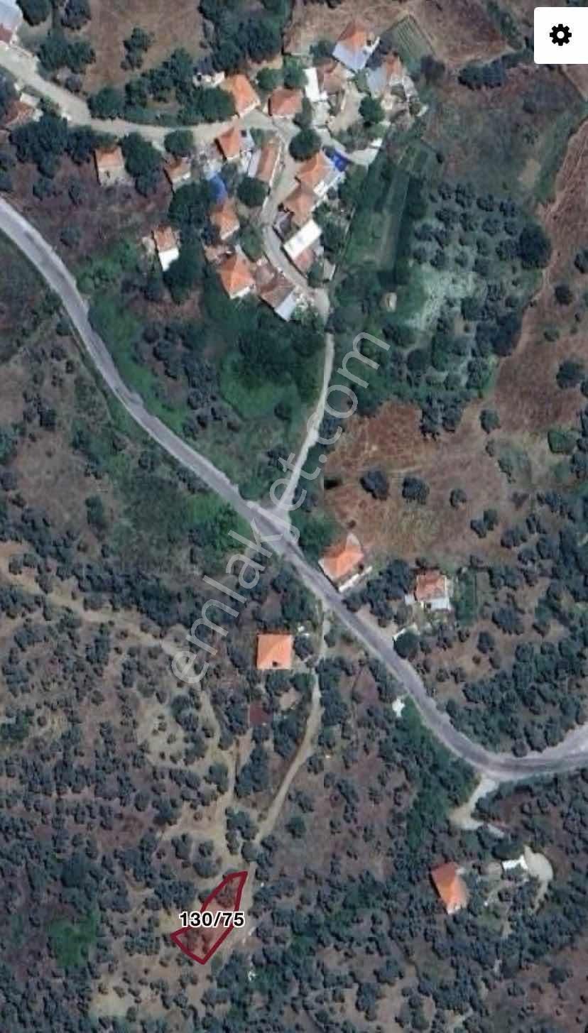 Aydın Koçarlı Gaffarlar Da Satılık 300 M2 Zeytinlik - Görsel 2