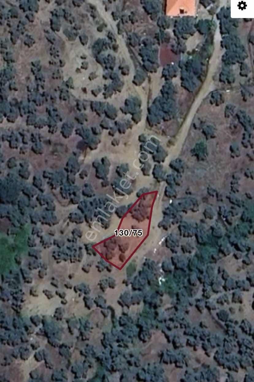 Aydın Koçarlı Gaffarlar Da Satılık 300 M2 Zeytinlik