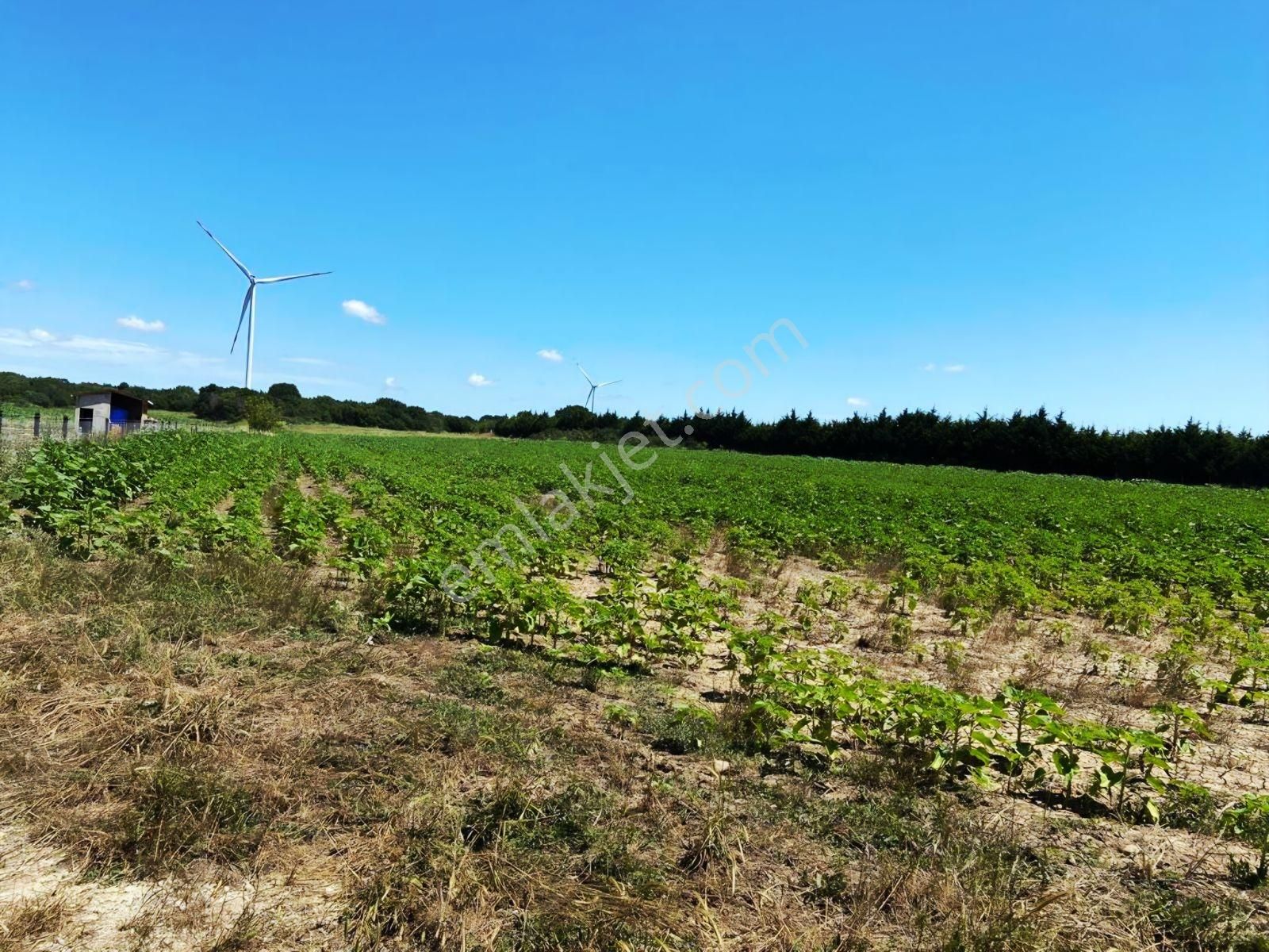 Çatalca İnceğiz 12.964 M² / Yol, Elektrik, Su, D.gaz Altyapısı - Görsel 2