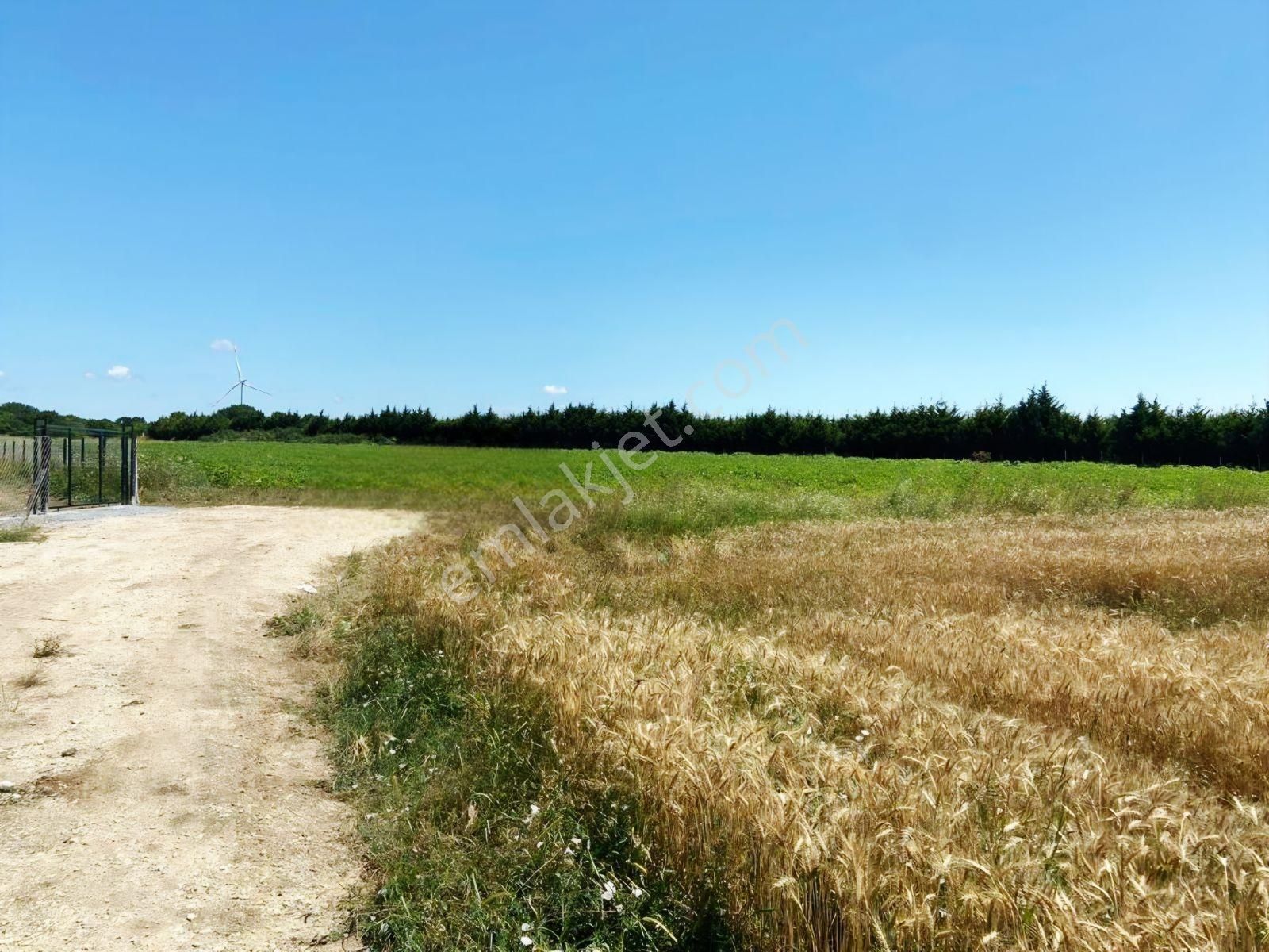 Çatalca İnceğiz 12.964 M² / Yol, Elektrik, Su, D.gaz Altyapısı - Görsel 11