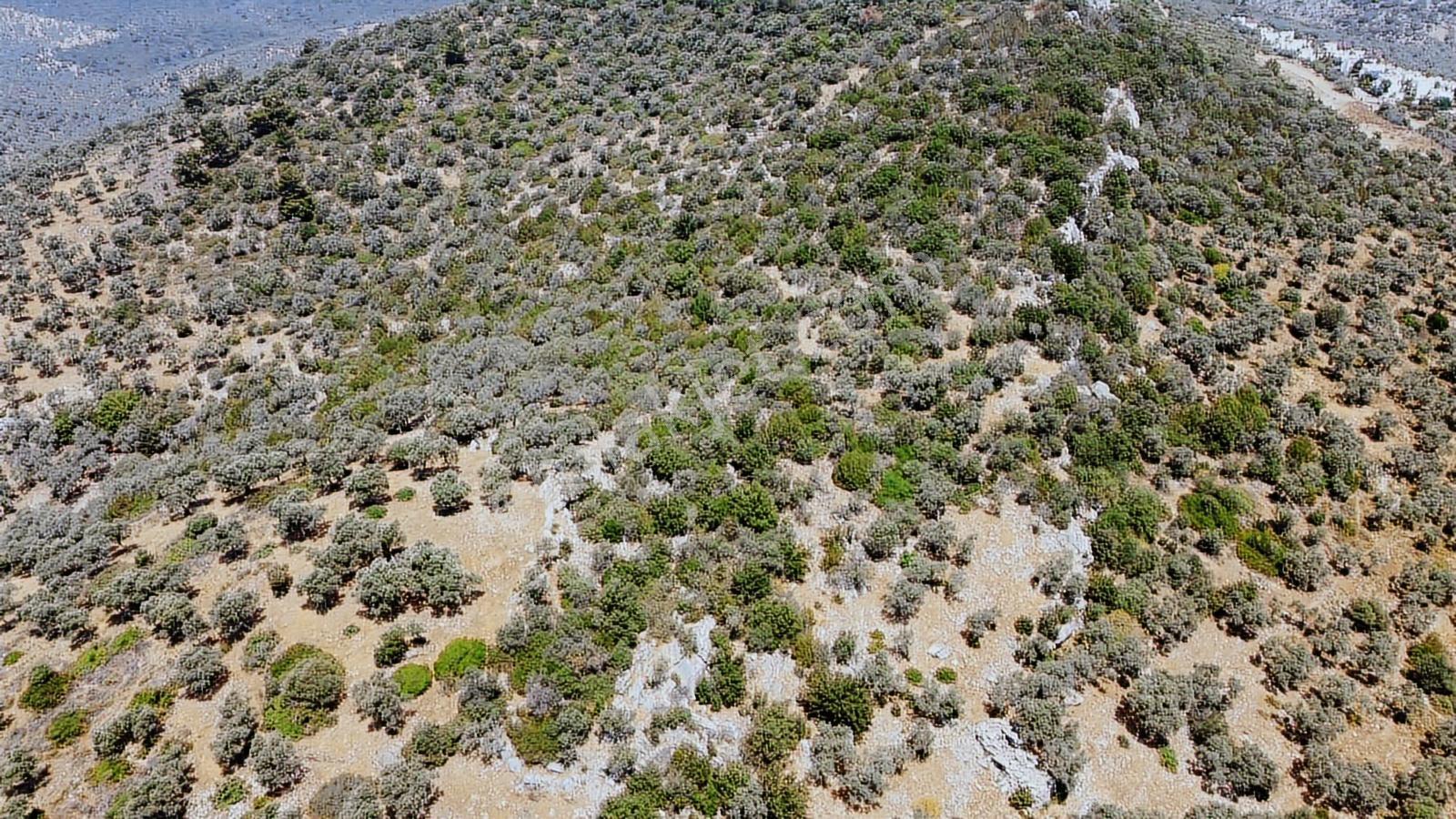 Kıyıkışlacık'ta Denize 300 Metre 100 M2 Deniz Manzara - Görsel 9