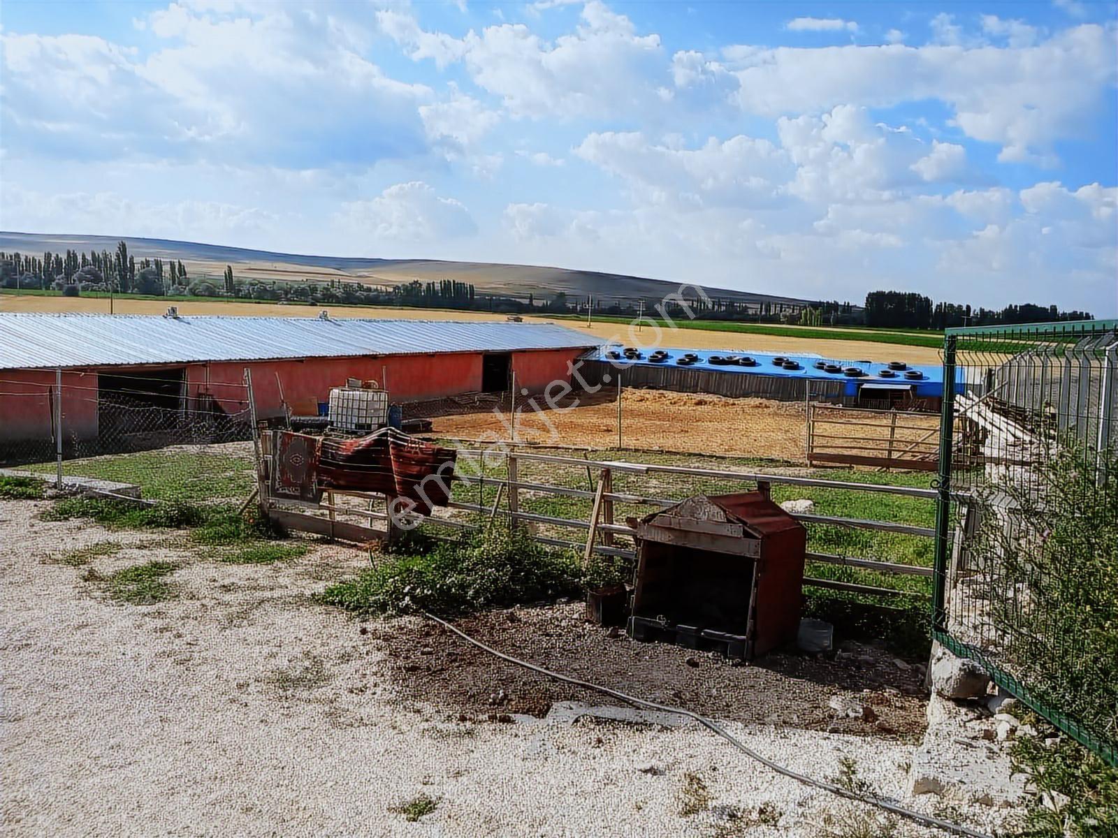 Seyitgazi Yazıdere Mahallesi Ruhsatlı Kurulu Düzen Hazır Çiftlik - Görsel 13