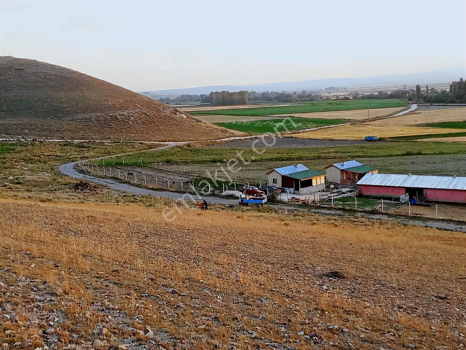 Seyitgazi Yazıdere Mahallesi Ruhsatlı Kurulu Düzen Hazır Çiftlik - Görsel 4