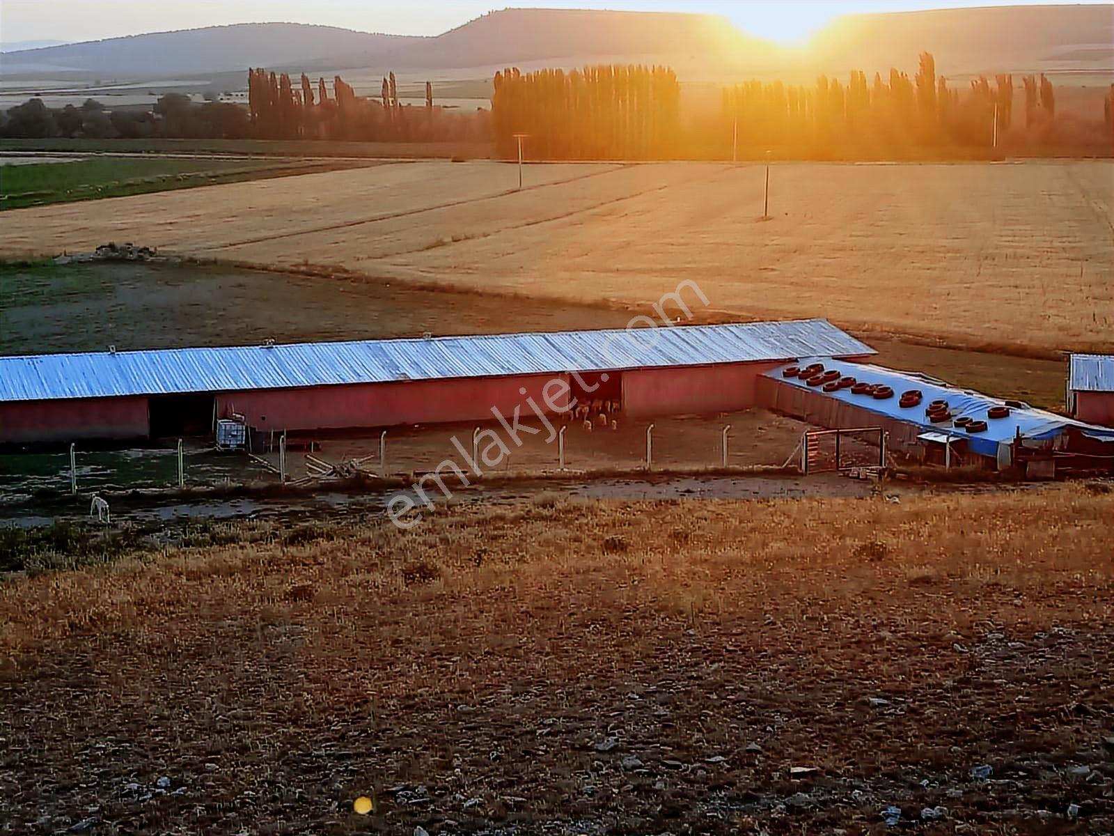 Seyitgazi Yazıdere Mahallesi Ruhsatlı Kurulu Düzen Hazır Çiftlik - Görsel 34