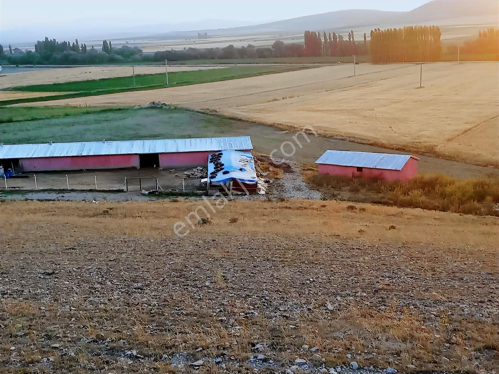 Seyitgazi Yazıdere Mahallesi Ruhsatlı Kurulu Düzen Hazır Çiftlik - Görsel 6