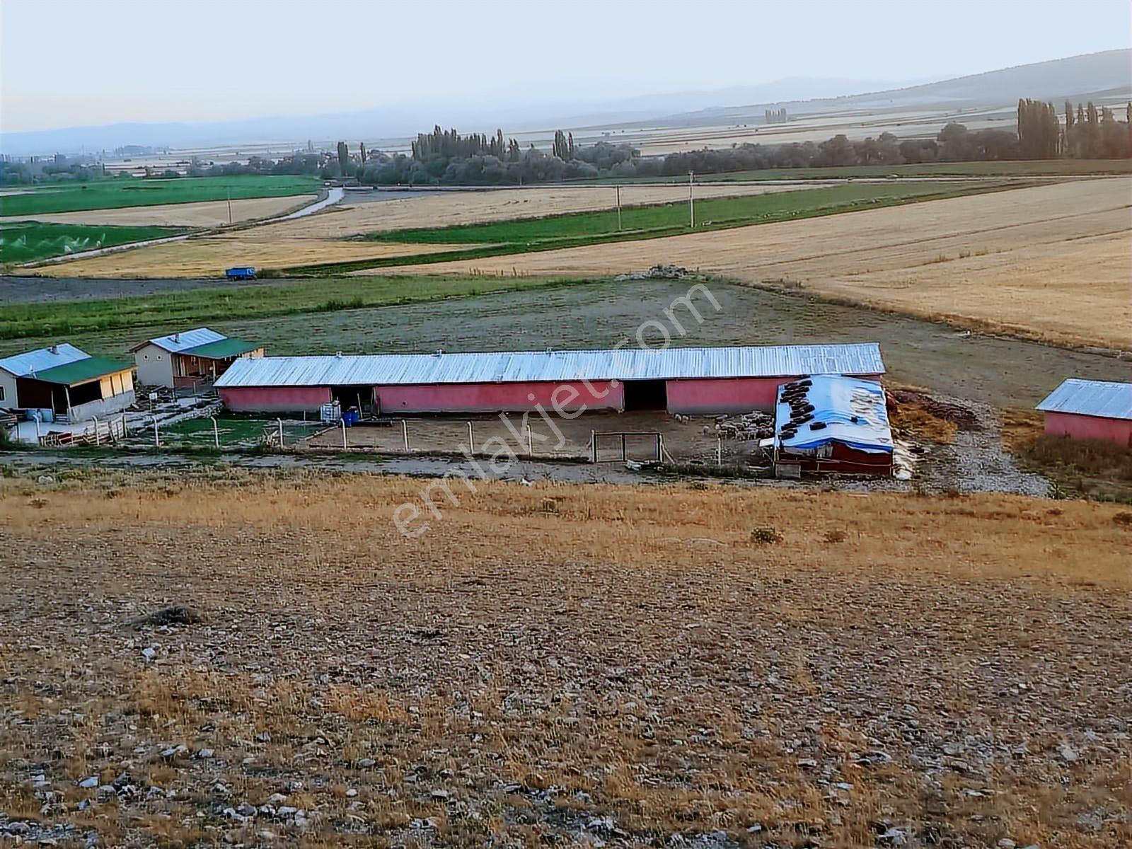 Seyitgazi Yazıdere Mahallesi Ruhsatlı Kurulu Düzen Hazır Çiftlik - Görsel 7
