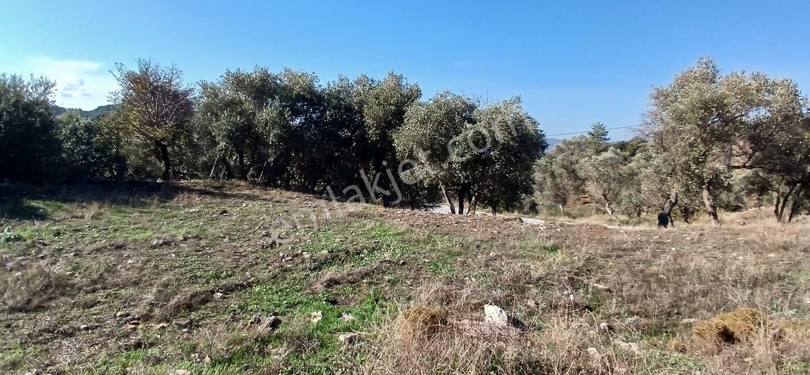 Milas Çiftlikte 6.130 M² Yola Cepheli Köşe Parsel - Görsel 35