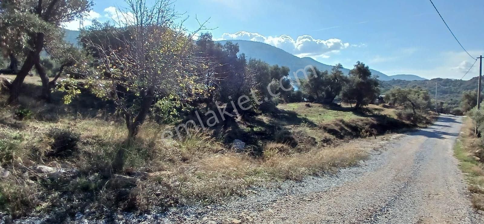 Milas Çiftlikte 6.130 M² Yola Cepheli Köşe Parsel - Görsel 26