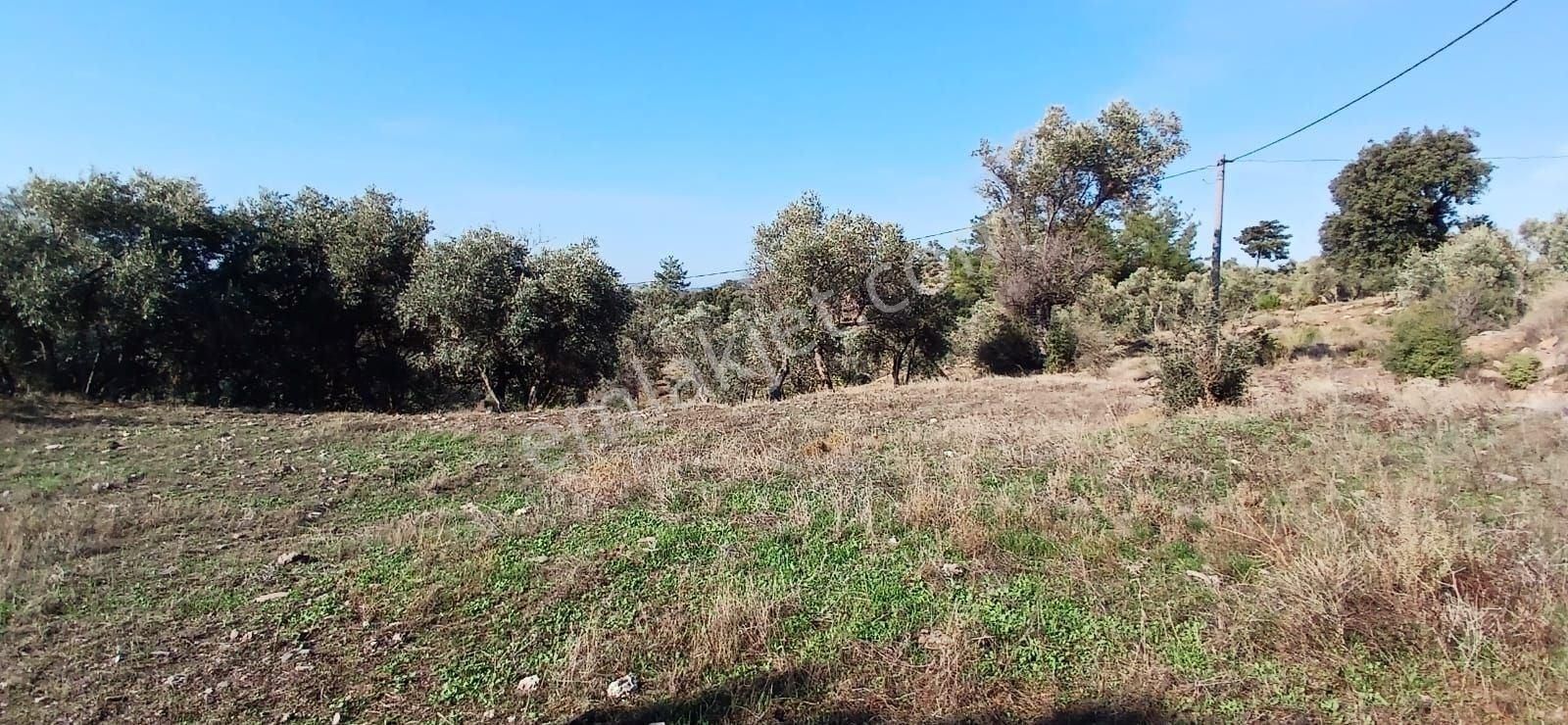 Milas Çiftlikte 6.130 M² Yola Cepheli Köşe Parsel - Görsel 33