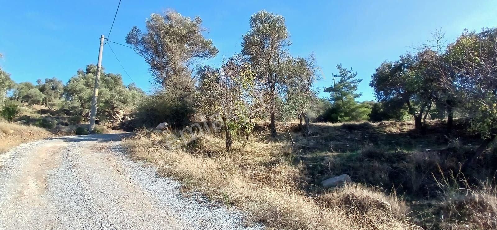 Milas Çiftlikte 6.130 M² Yola Cepheli Köşe Parsel - Görsel 7